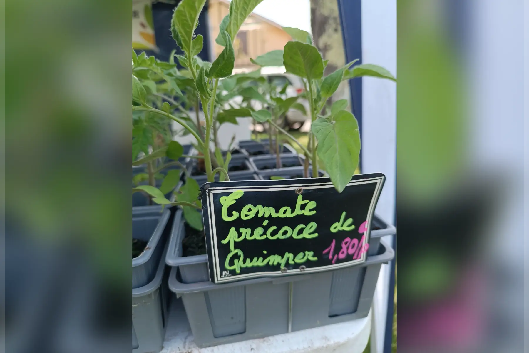 Plant de tomates Précoce de Quimper
