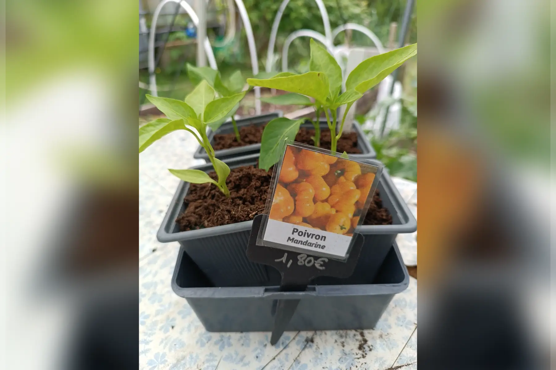 Plant de poivrons Mandarine