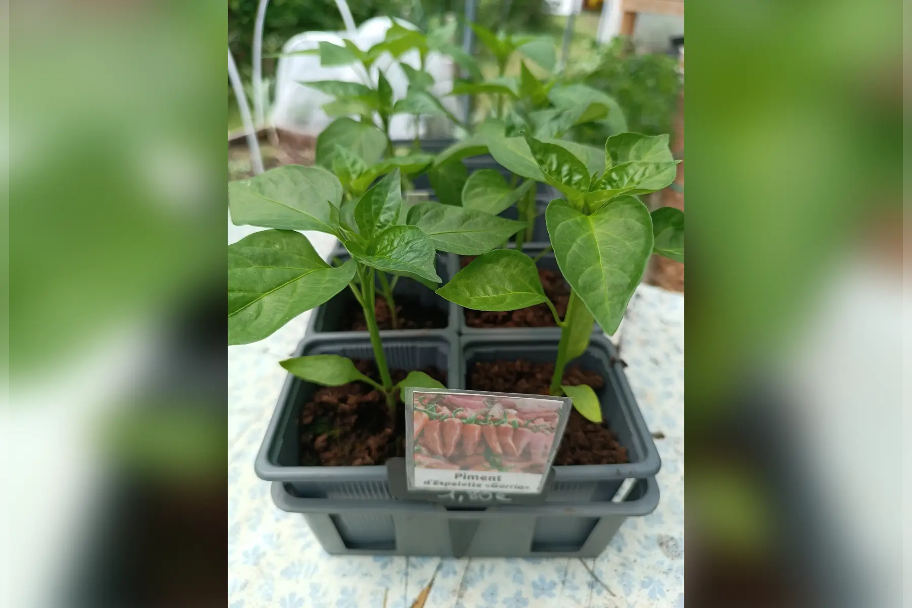 Plant de piment d'Espelette