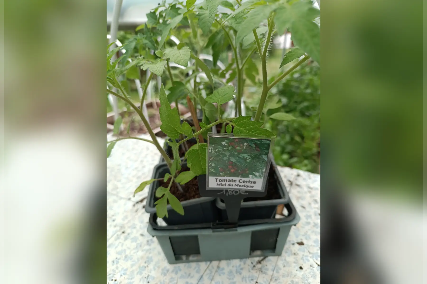 Plant de tomate cerise Miel du Mexique