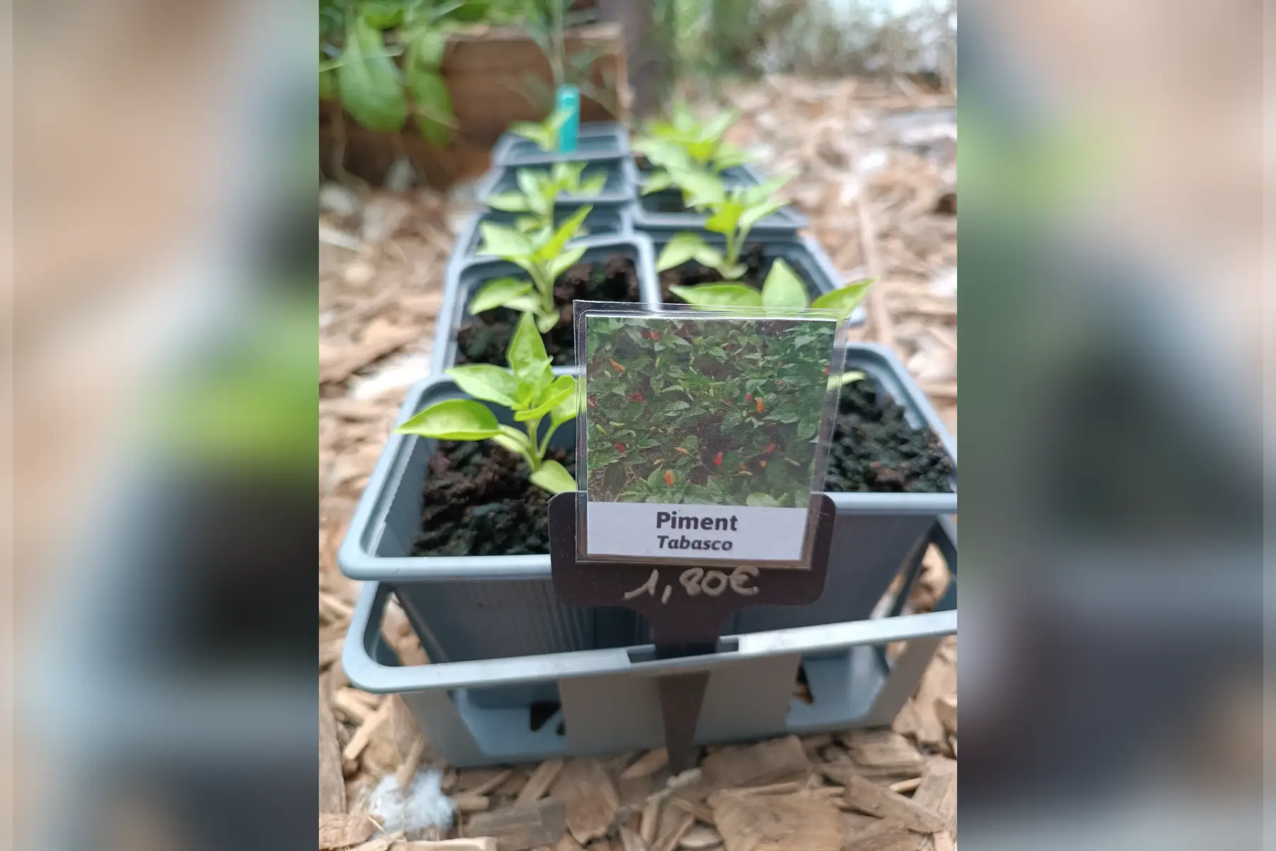 Plant de piment Tabasco