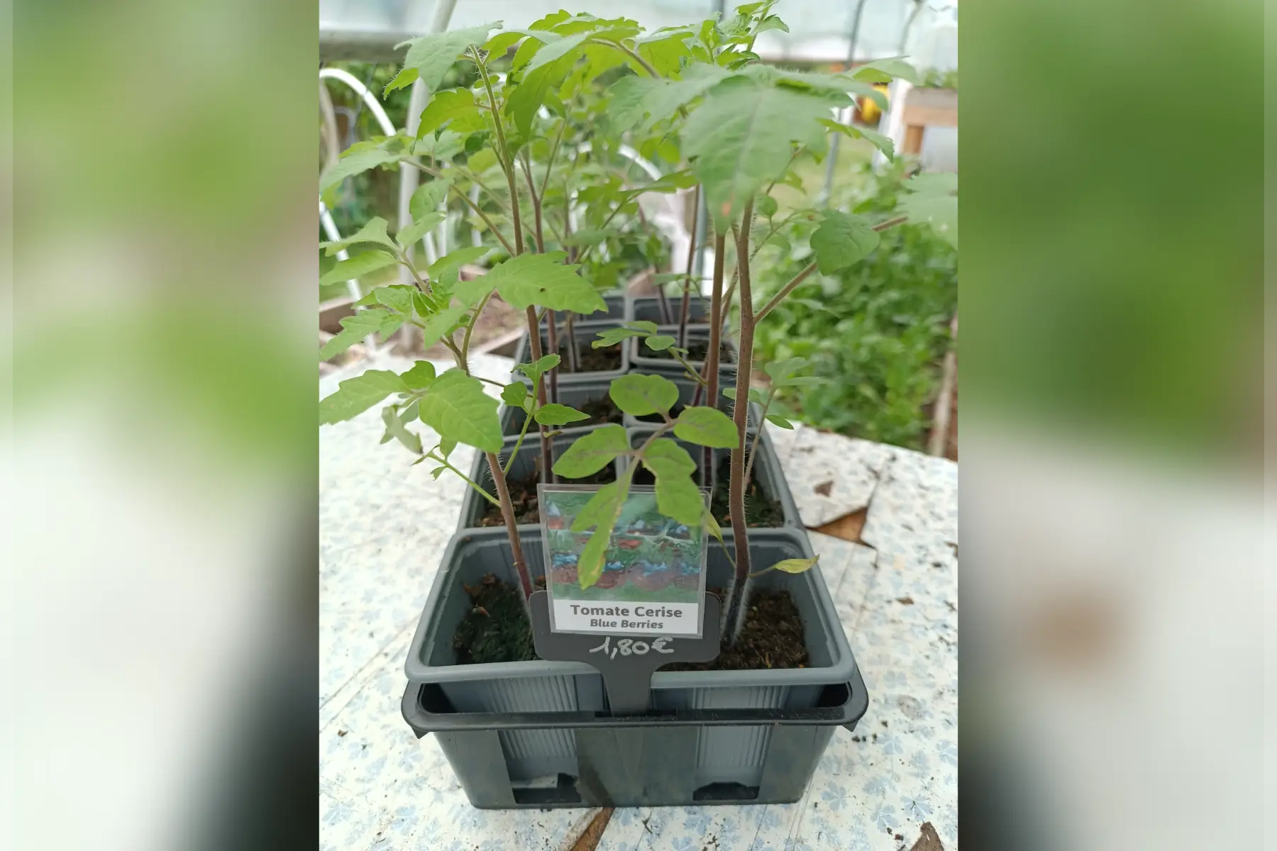 Plant de tomate cerise Blue Berries