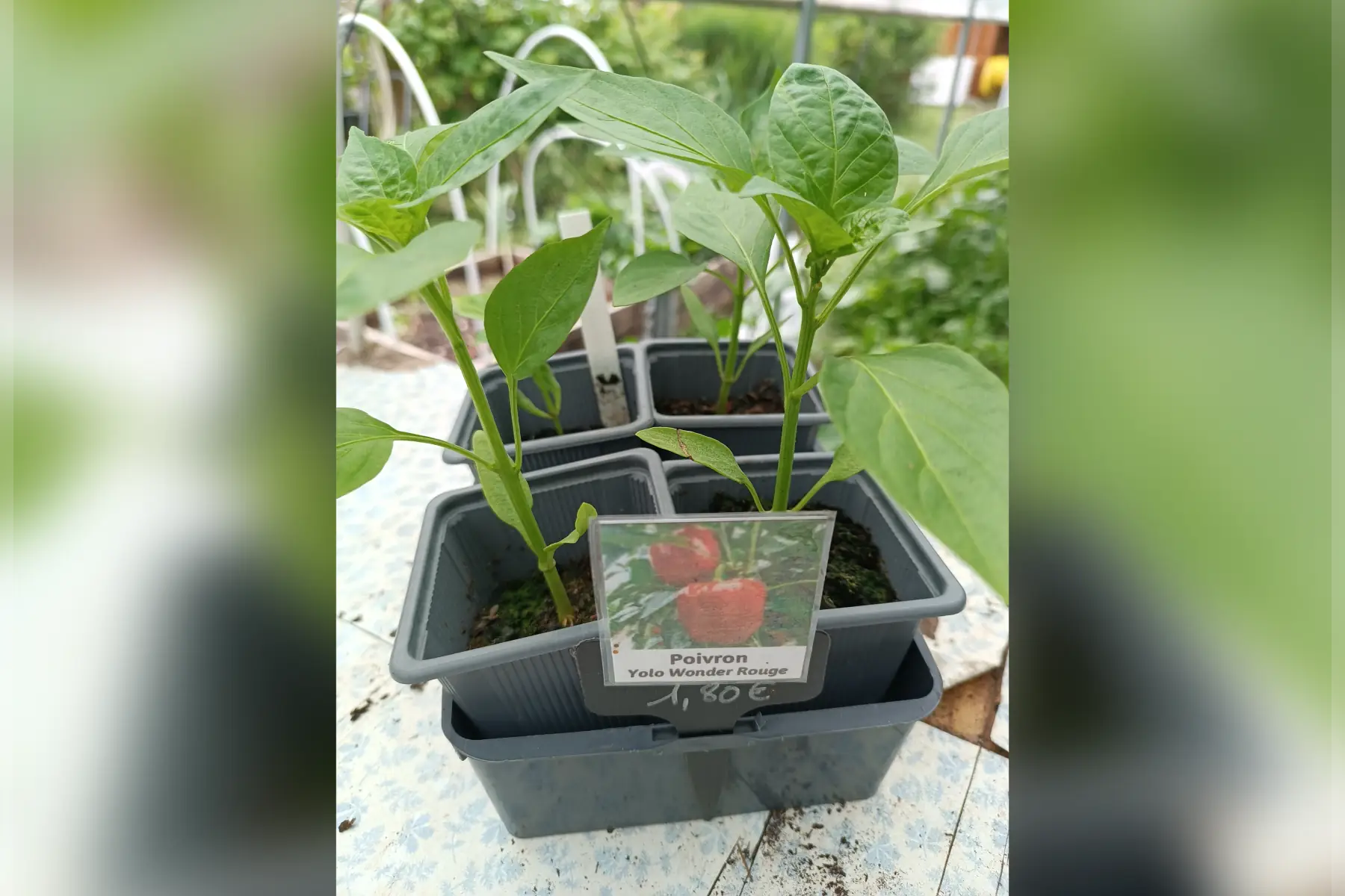Plant de poivrons Yolo Wonder Rouge
