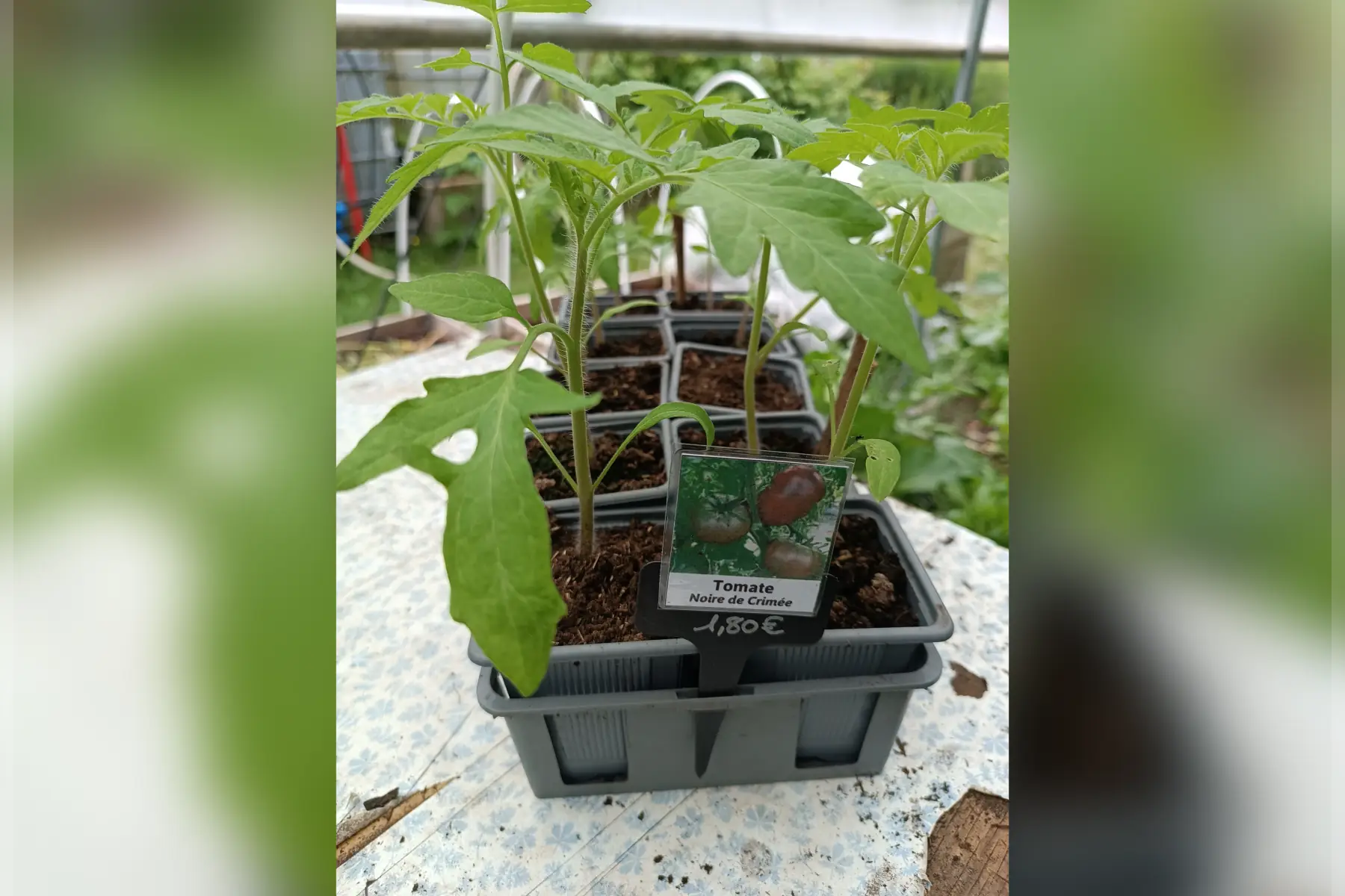 Plant de tomate "Noire de Crimée"