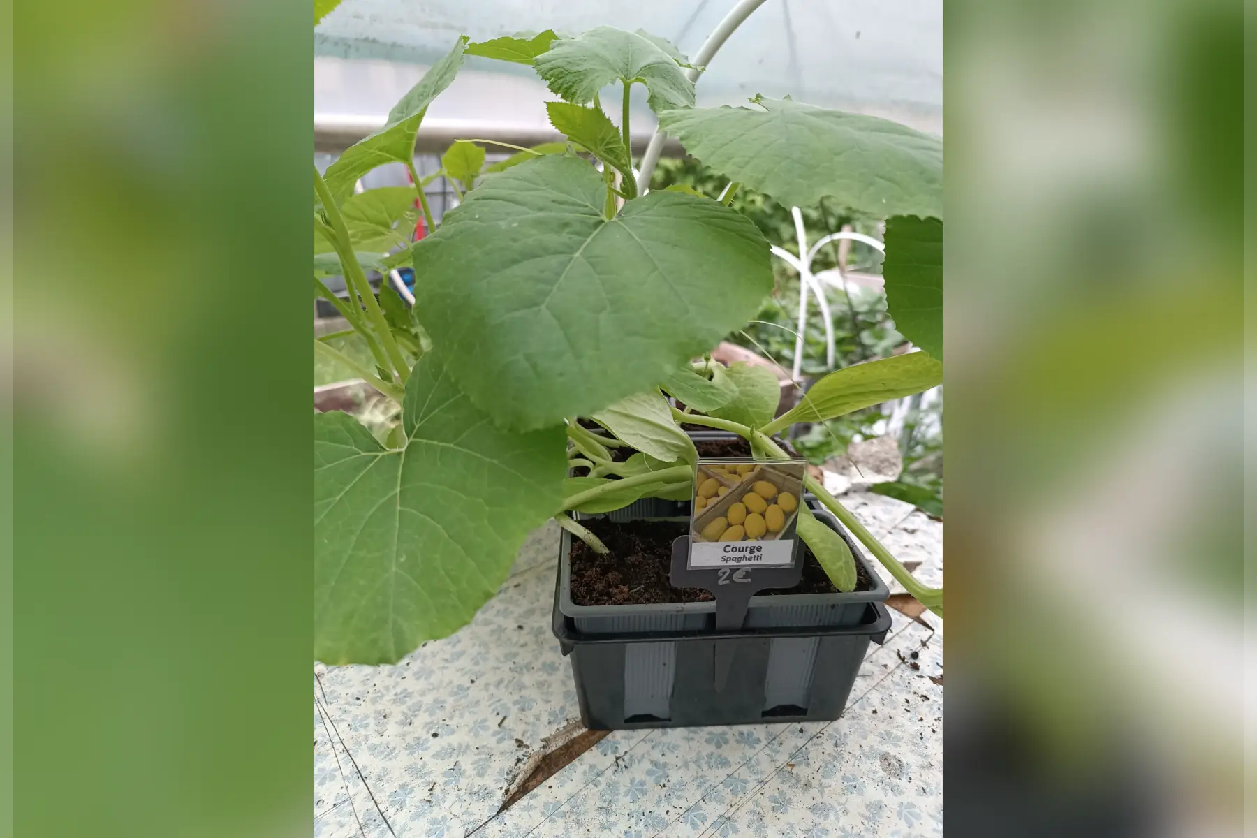 Plant de courge Spaghetti