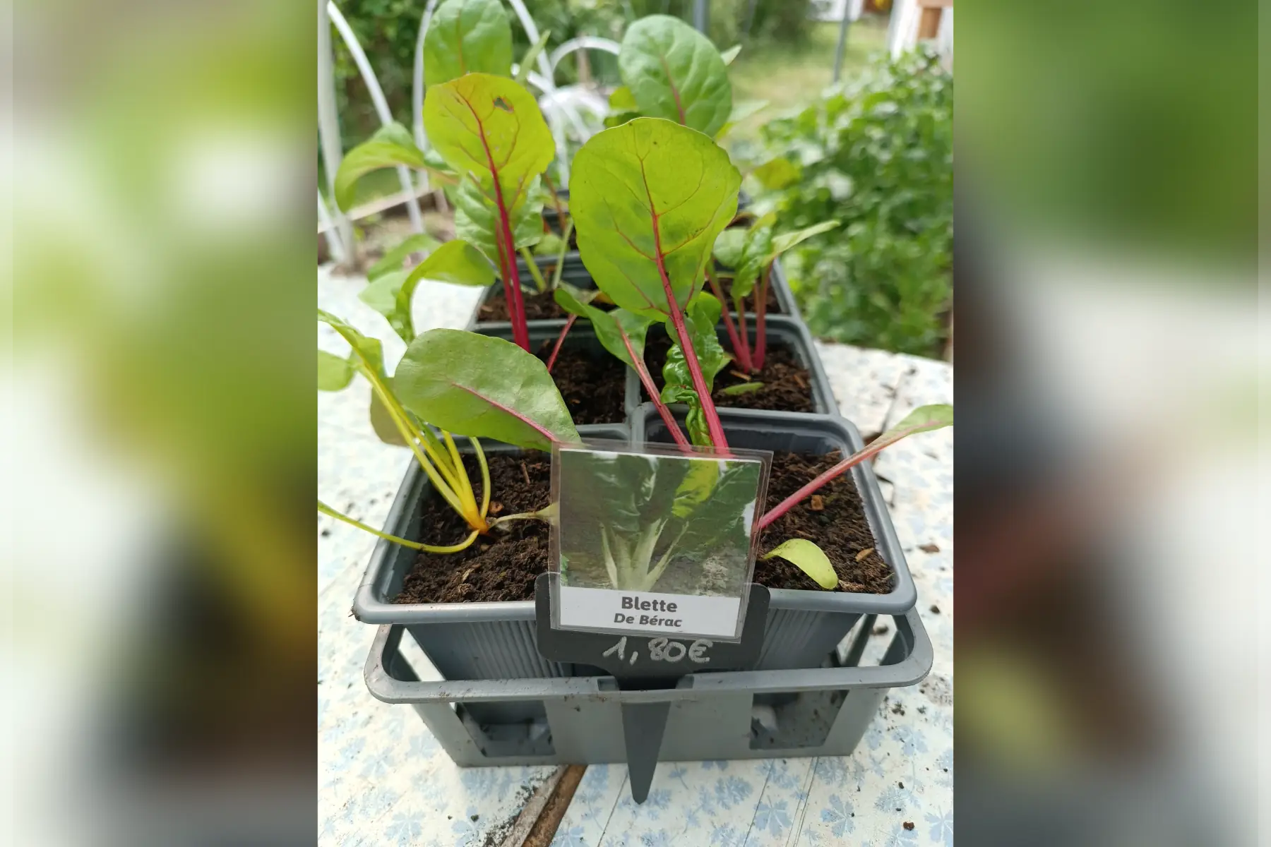 Plant de Blette de Berac et couleur