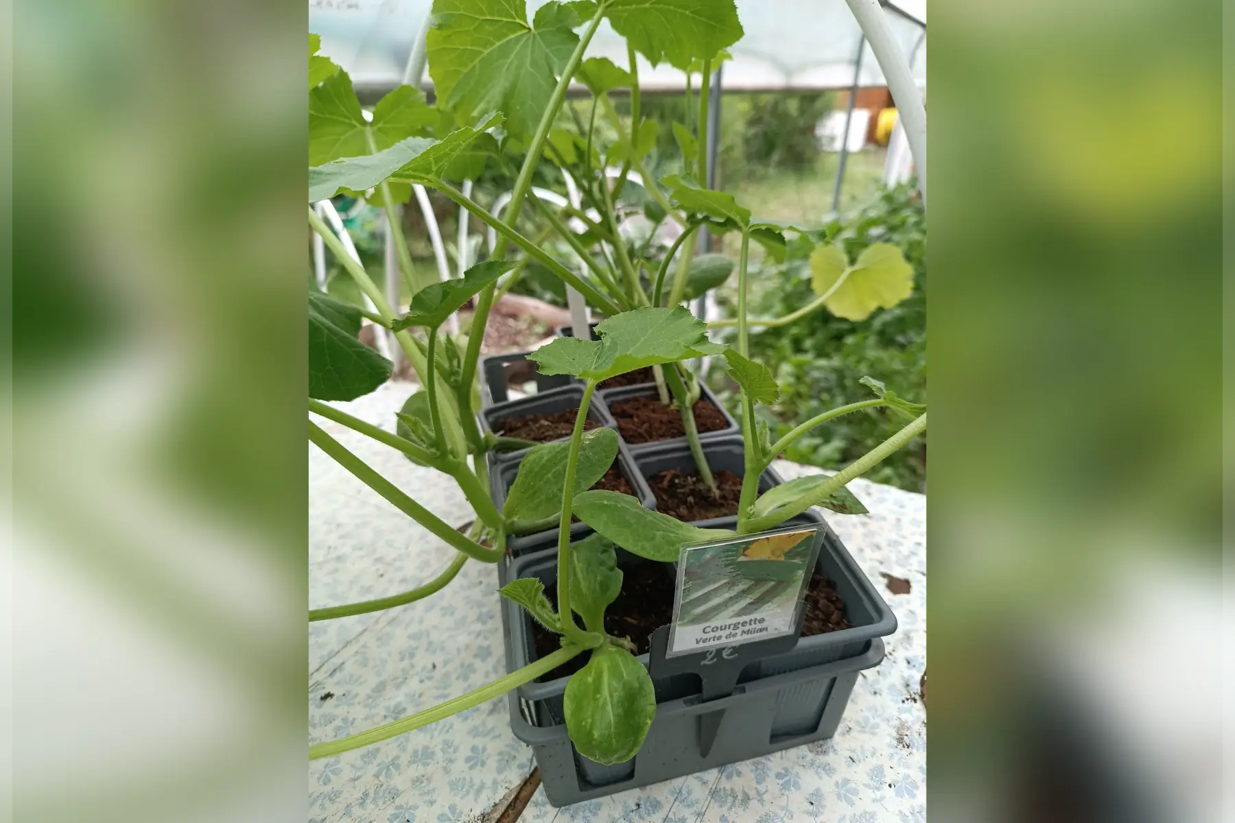Plant de courgette "Verte de Milan"