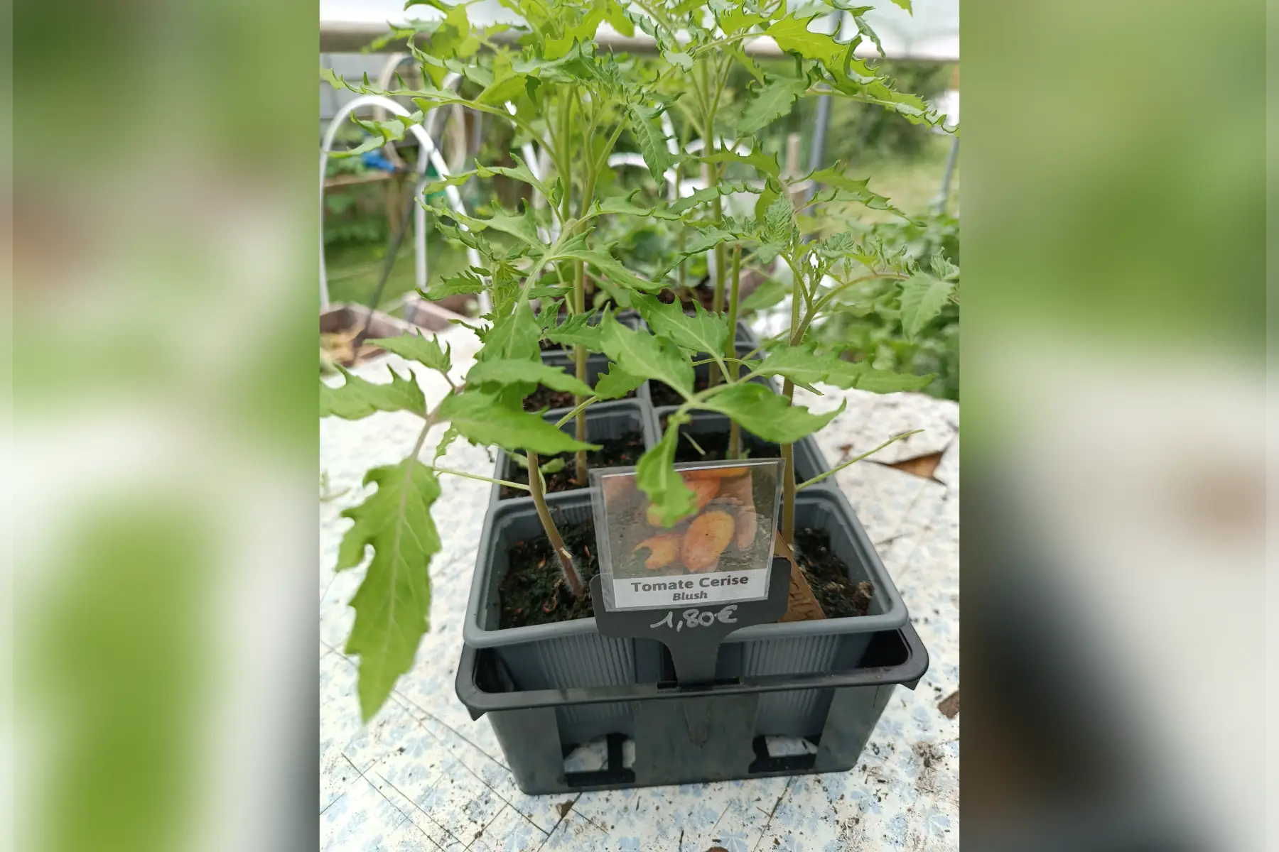 Plant de tomate cerise Blush