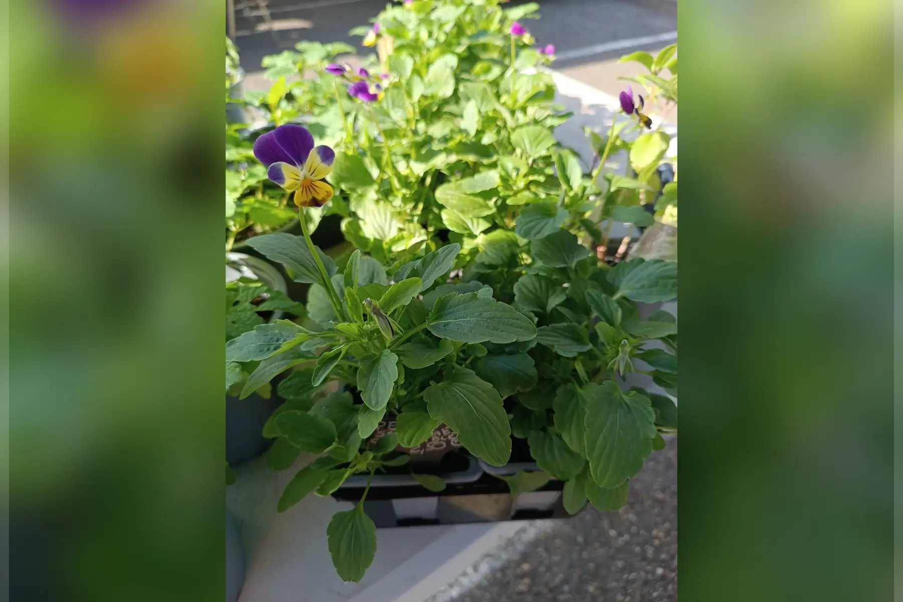 Plant de pensée sauvage comestible