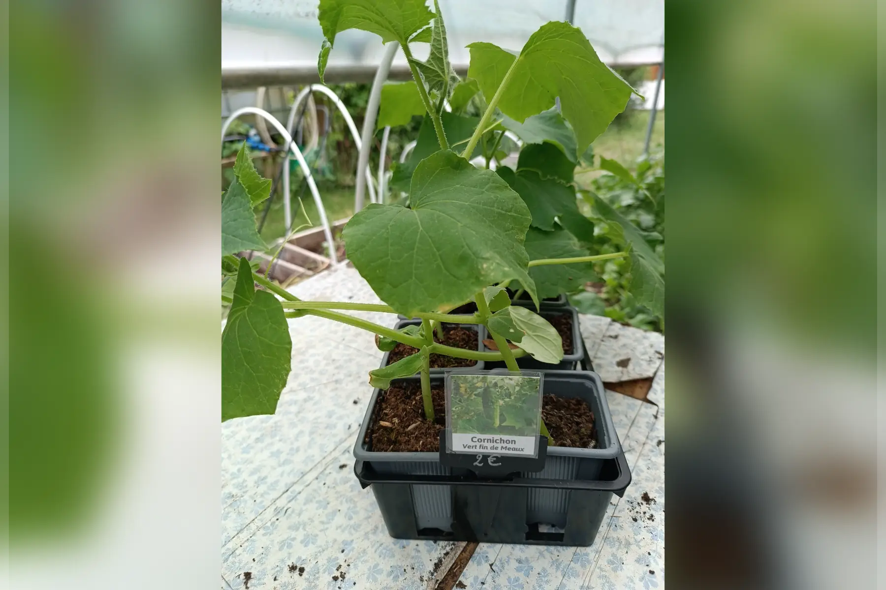 Plant de cornichons Vert fin de Meaux