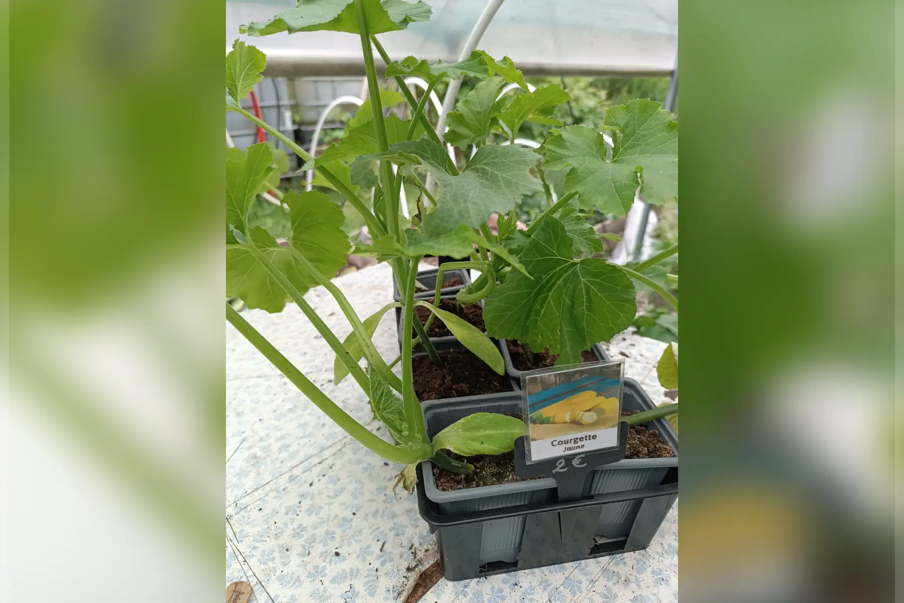 Plant de courgette Jaune