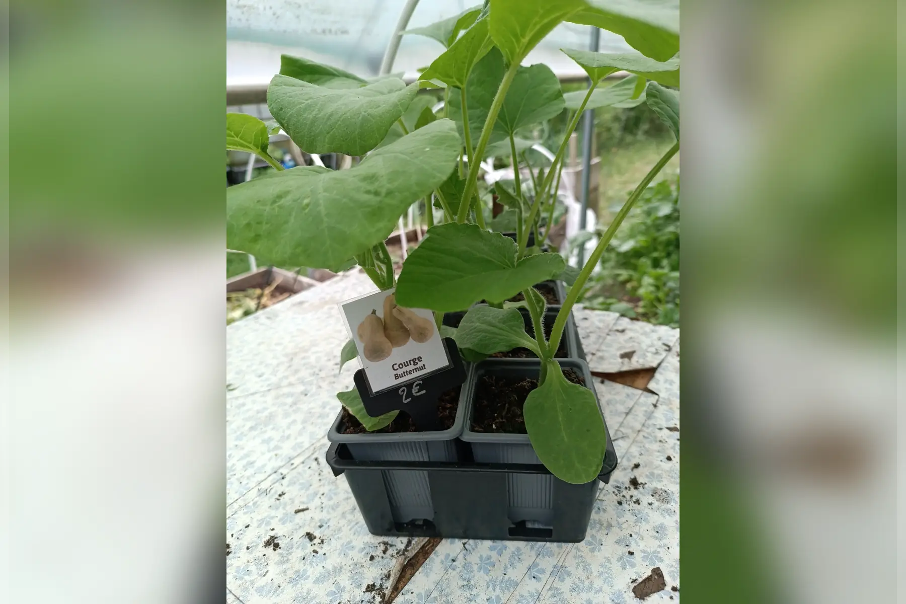 Plant de courge "Butternut"