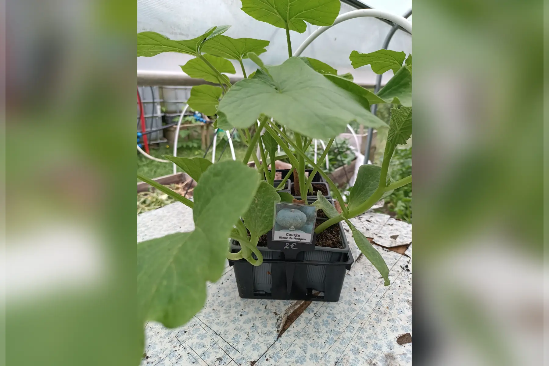 Plant de courge Bleue de Hongrie
