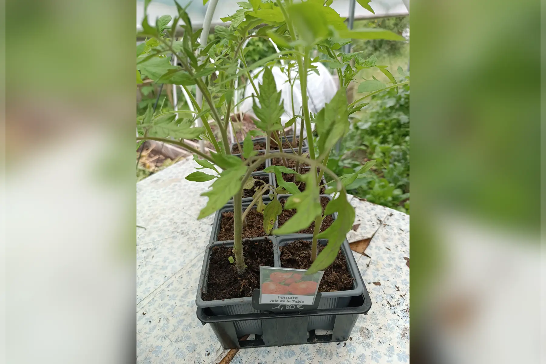Plant de tomate Joie de la Table