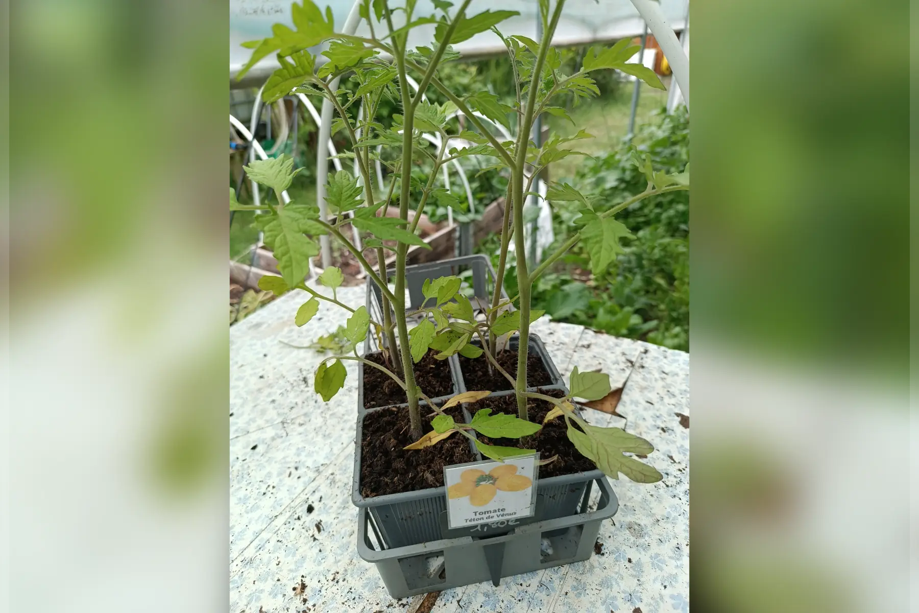Plant de tomate Teton de Venus