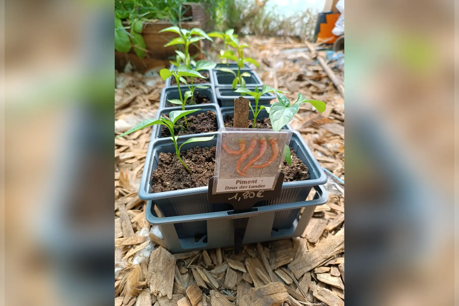 Plant de piment doux des Landes