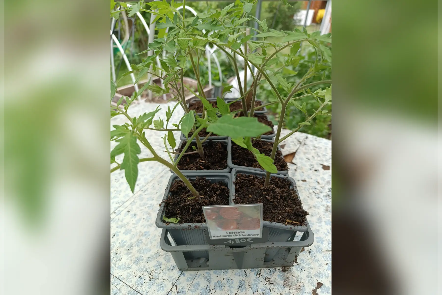 Plant de tomate Améliorée de Montlhéry
