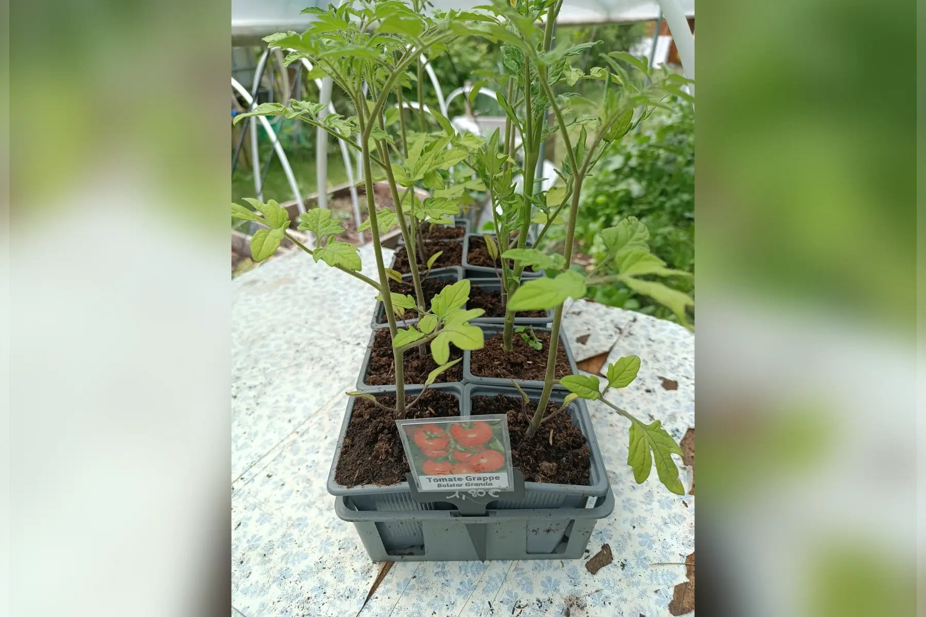 Plant de tomate Bolstar Granda