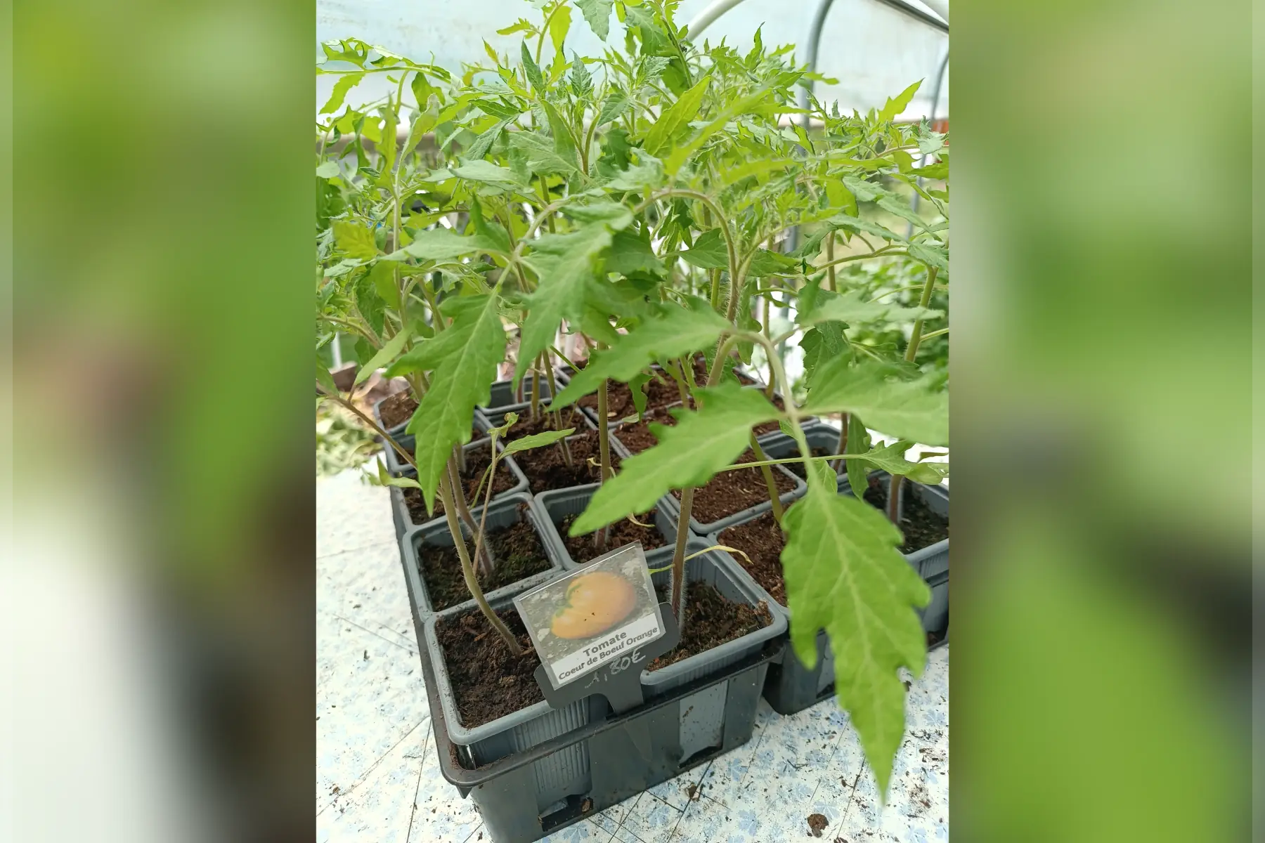 Plant de tomate Coeur de Boeuf Orange