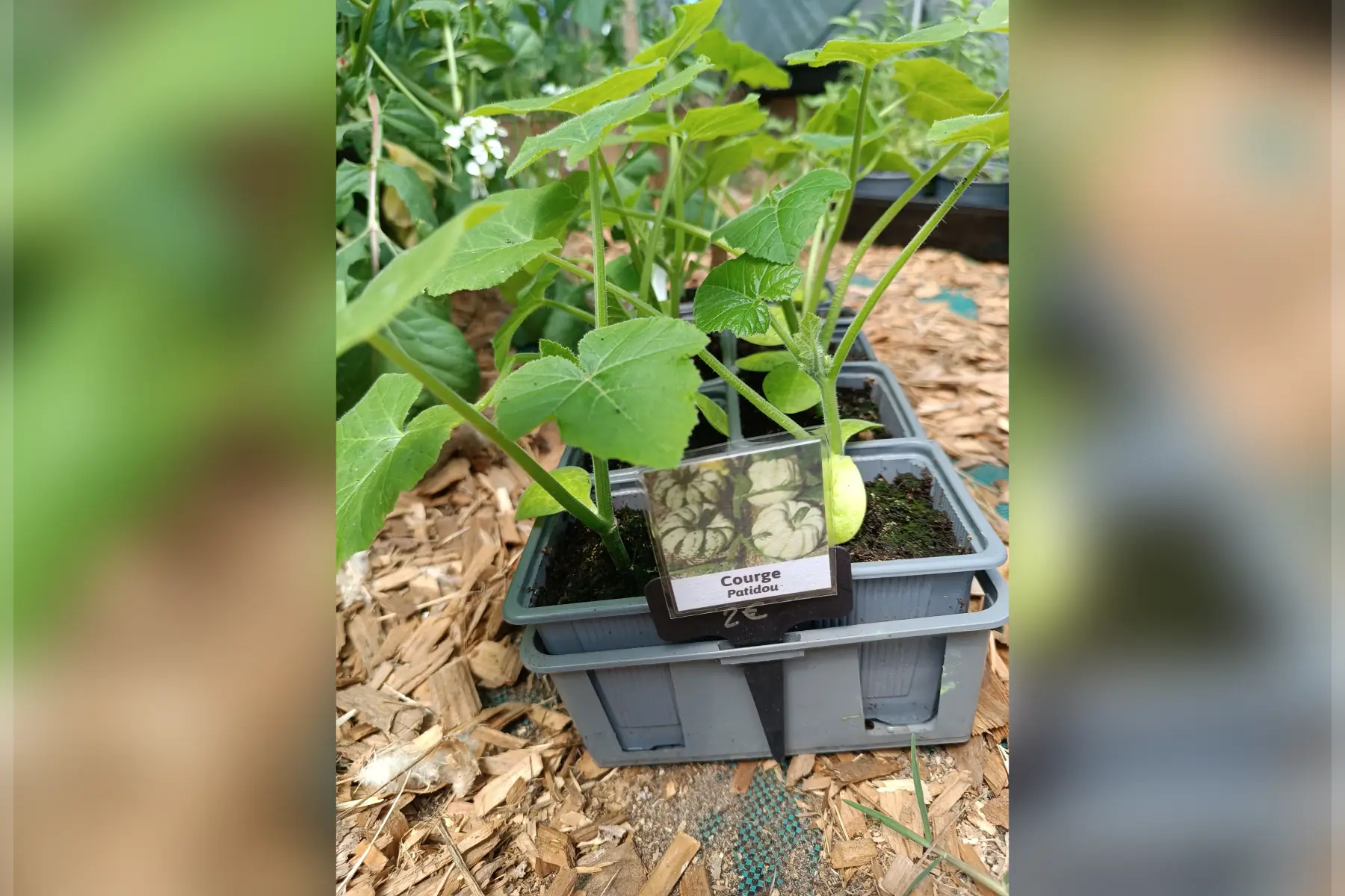Plant de courge Patidou