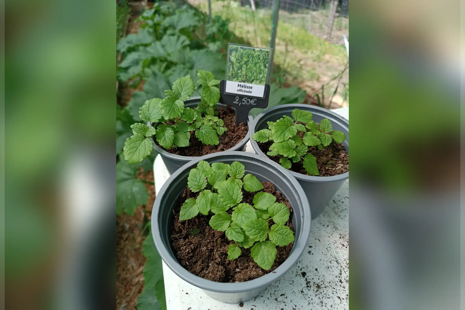 Plant de Melisse officinale