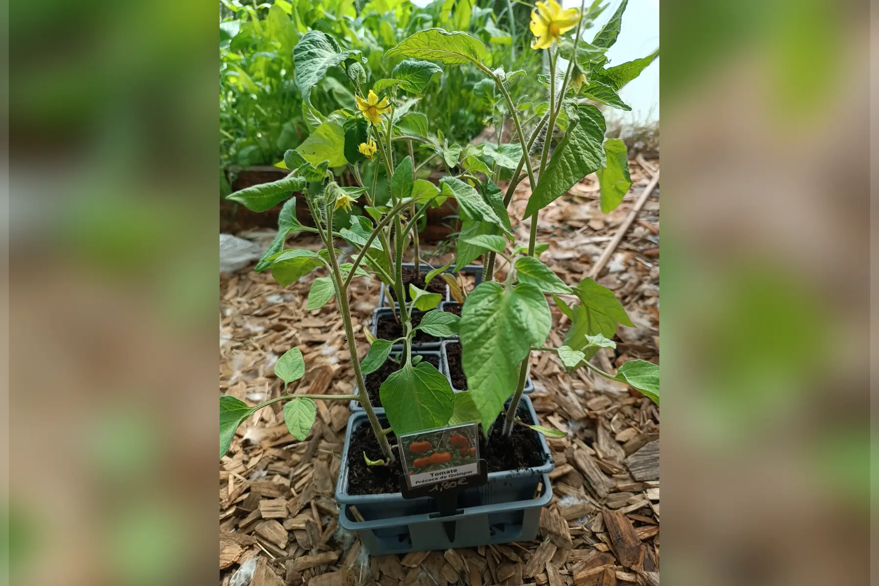 Plant de tomate Précoce de Quimper
