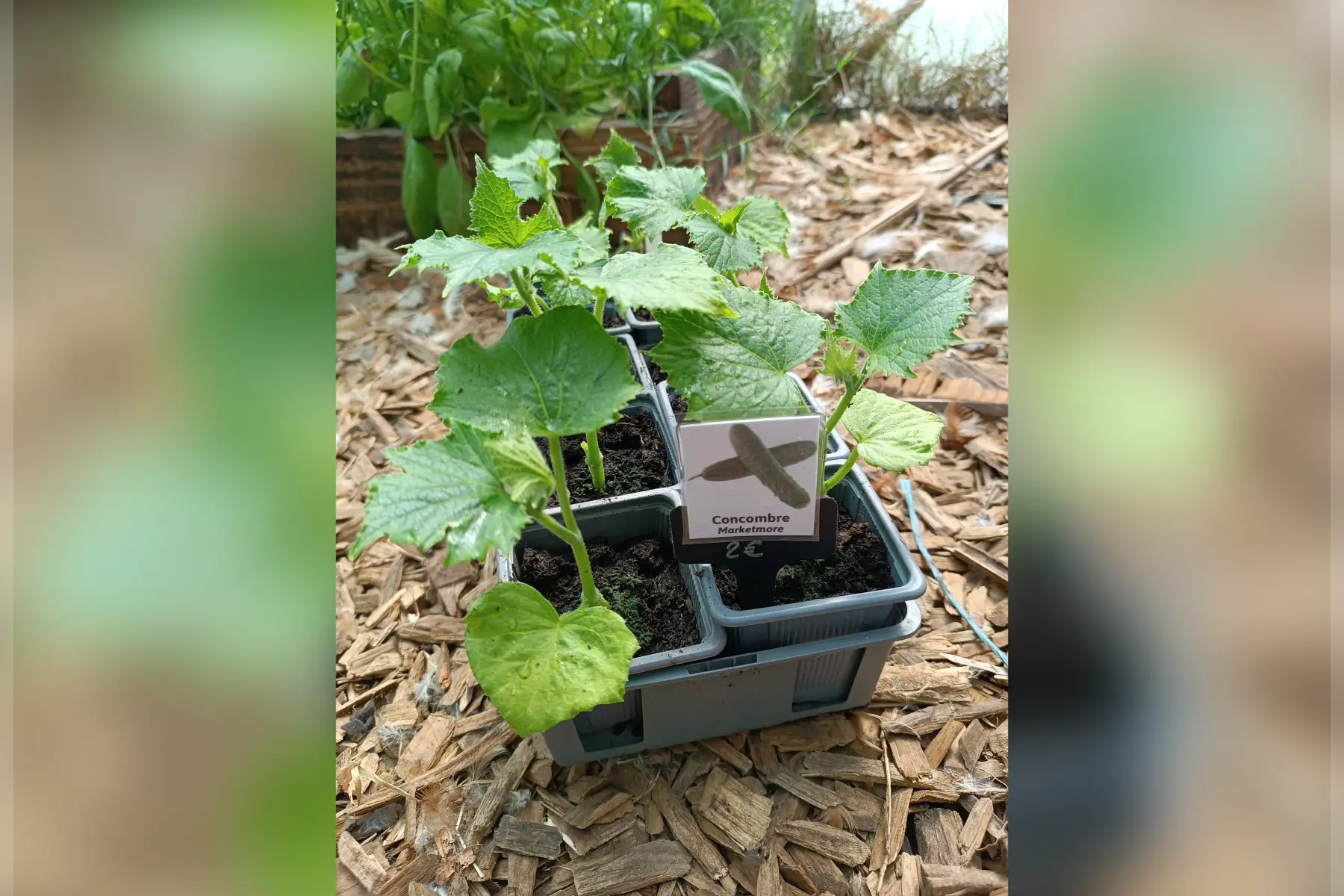 Plant de concombre Marketmore