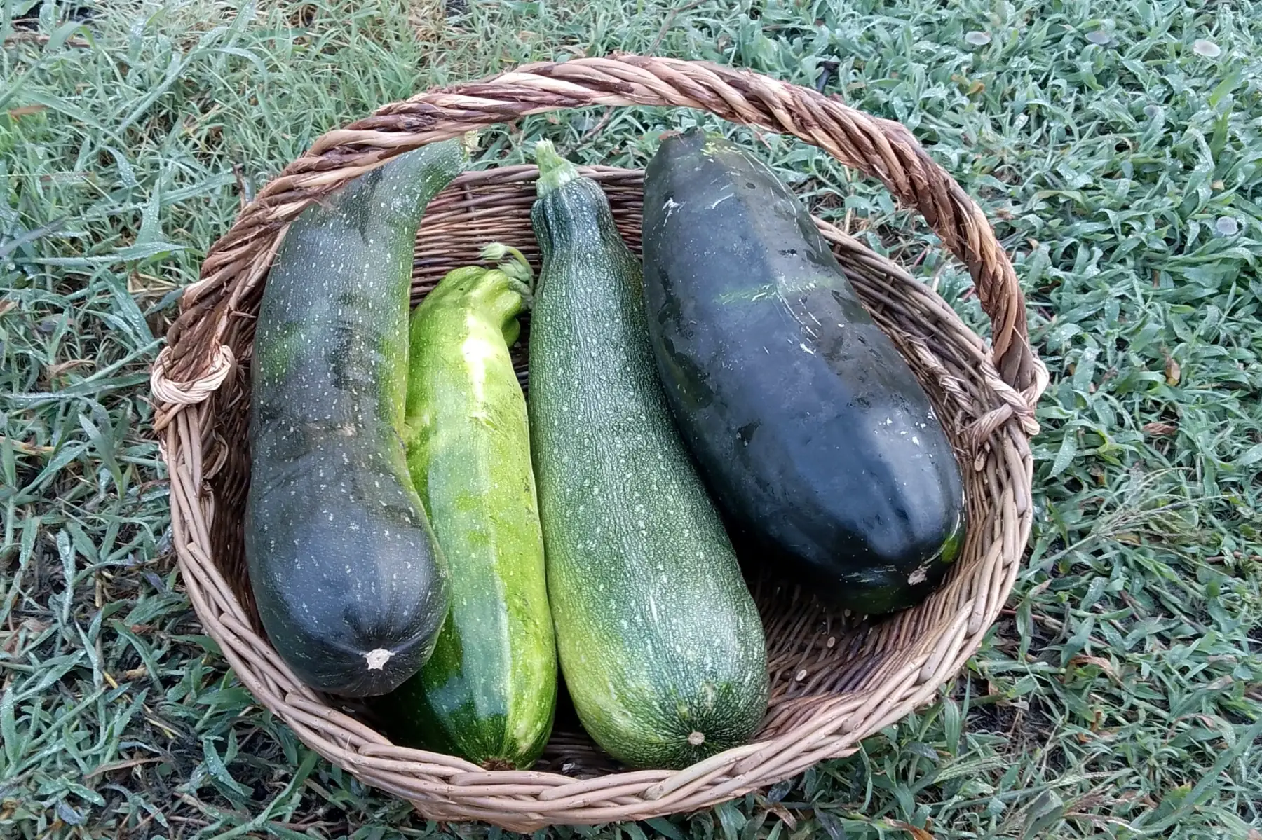 Courgettes - Gros calibre a la piece