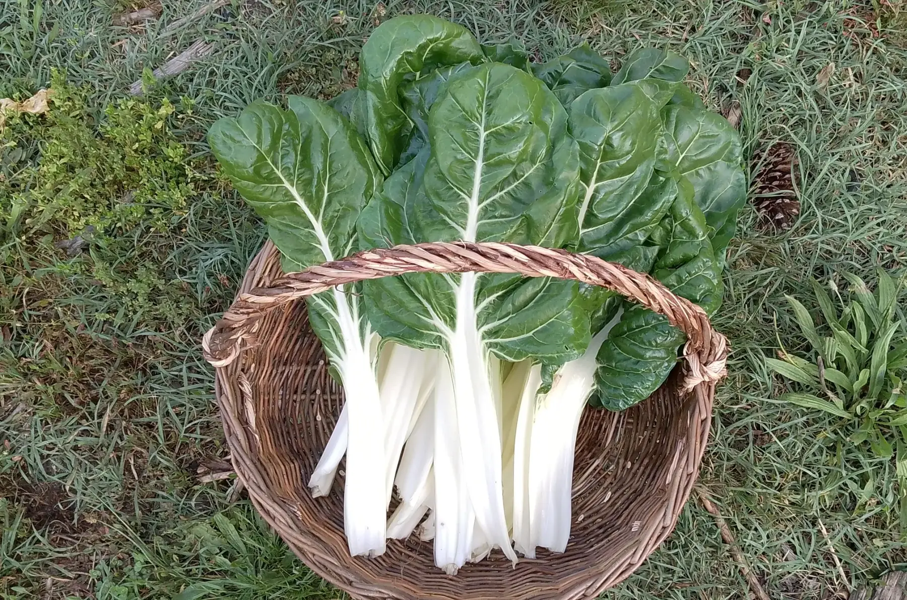 Blettes à côtes blanches