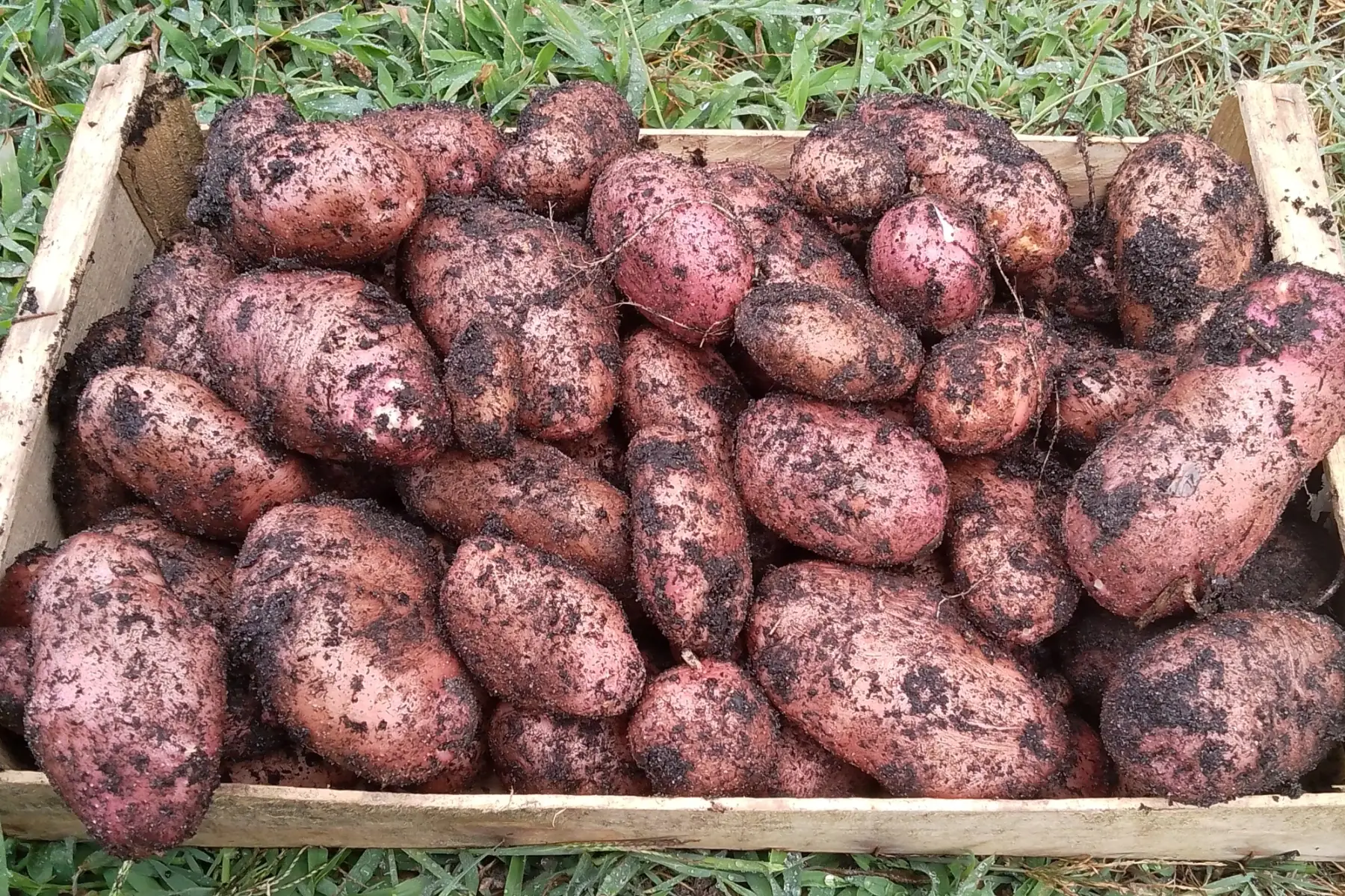 Pomme de terre