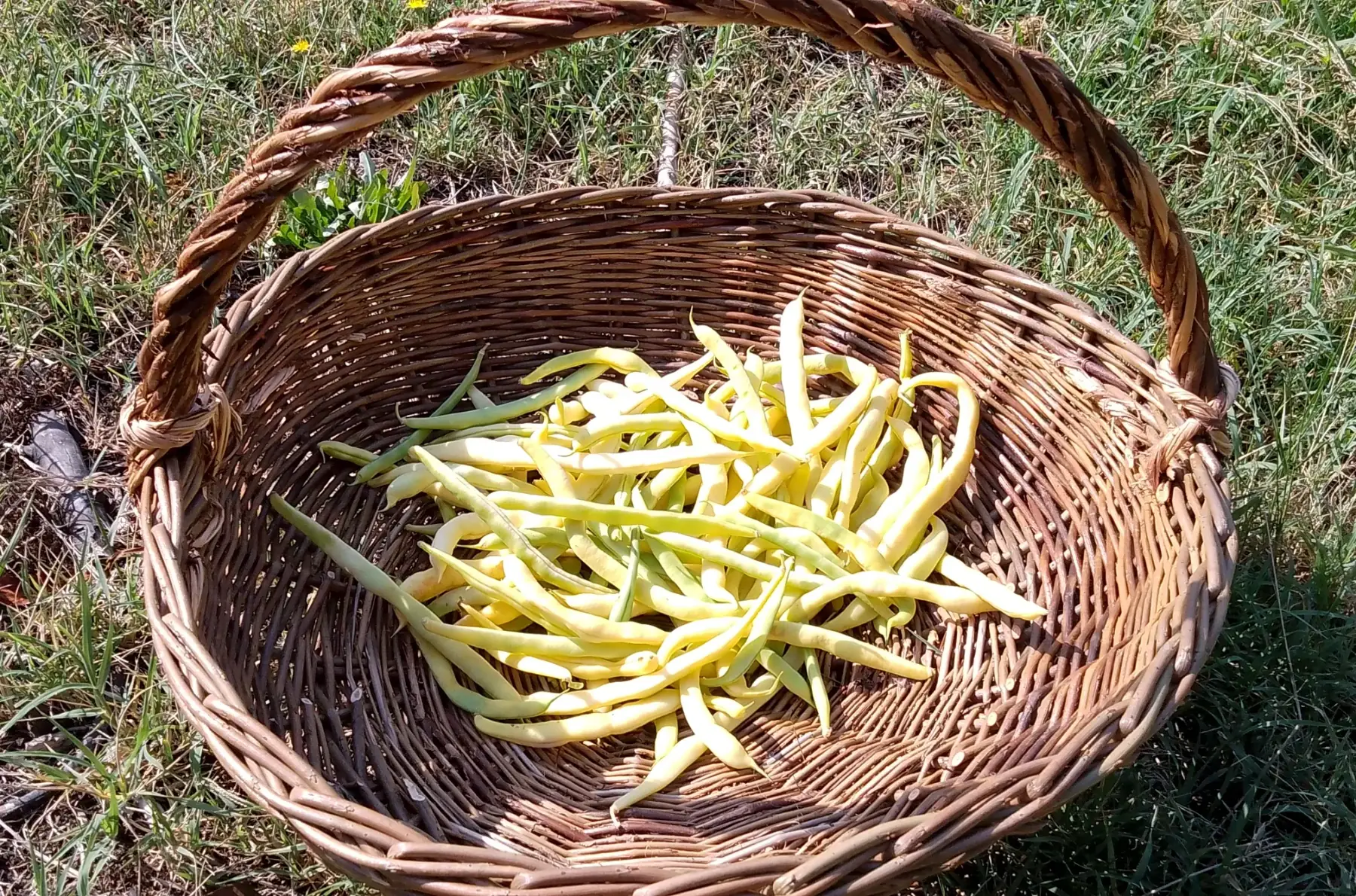 Haricots Jaunes