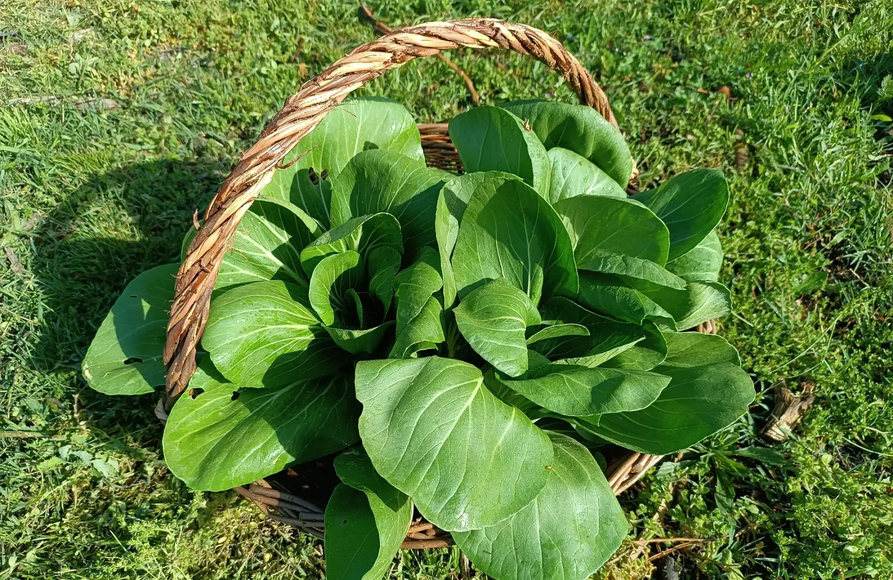 Chou Pak choi