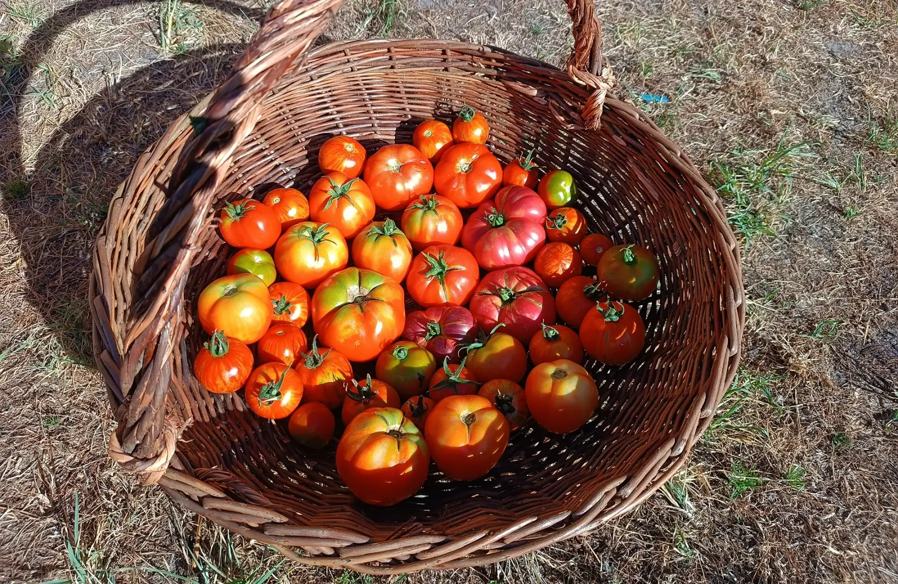 Tomates - variétés variées