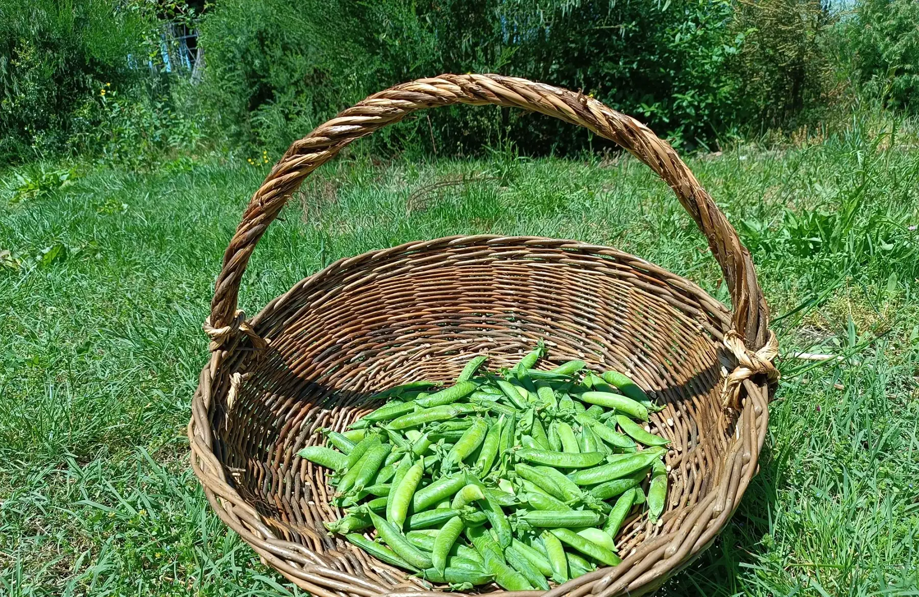 Petit pois