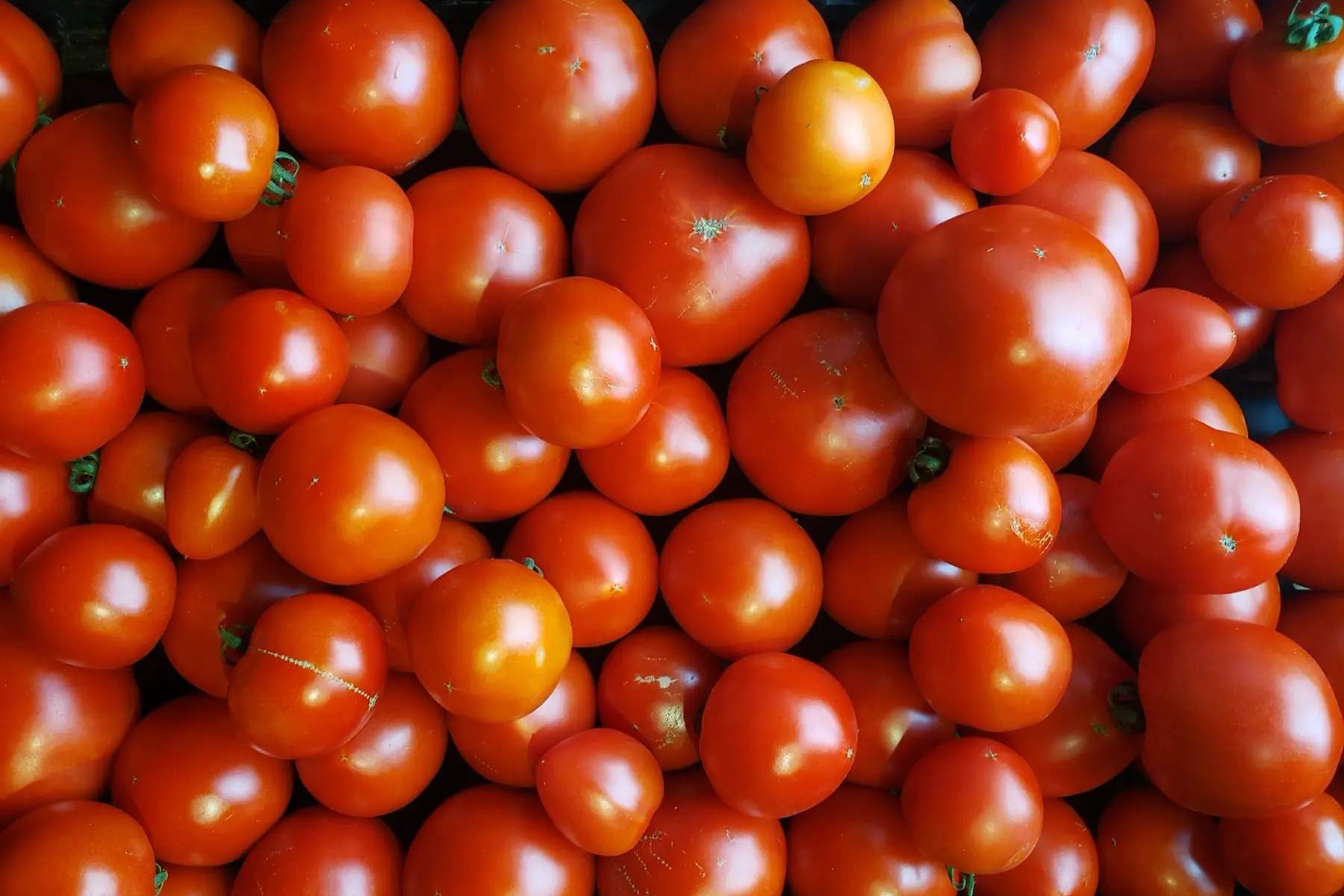 Tomates