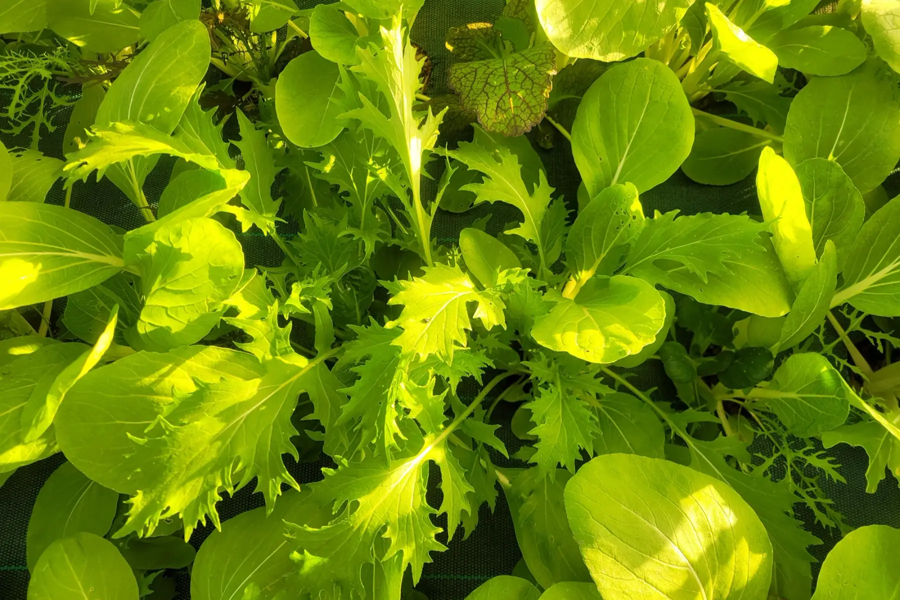 Mesclun asiatique