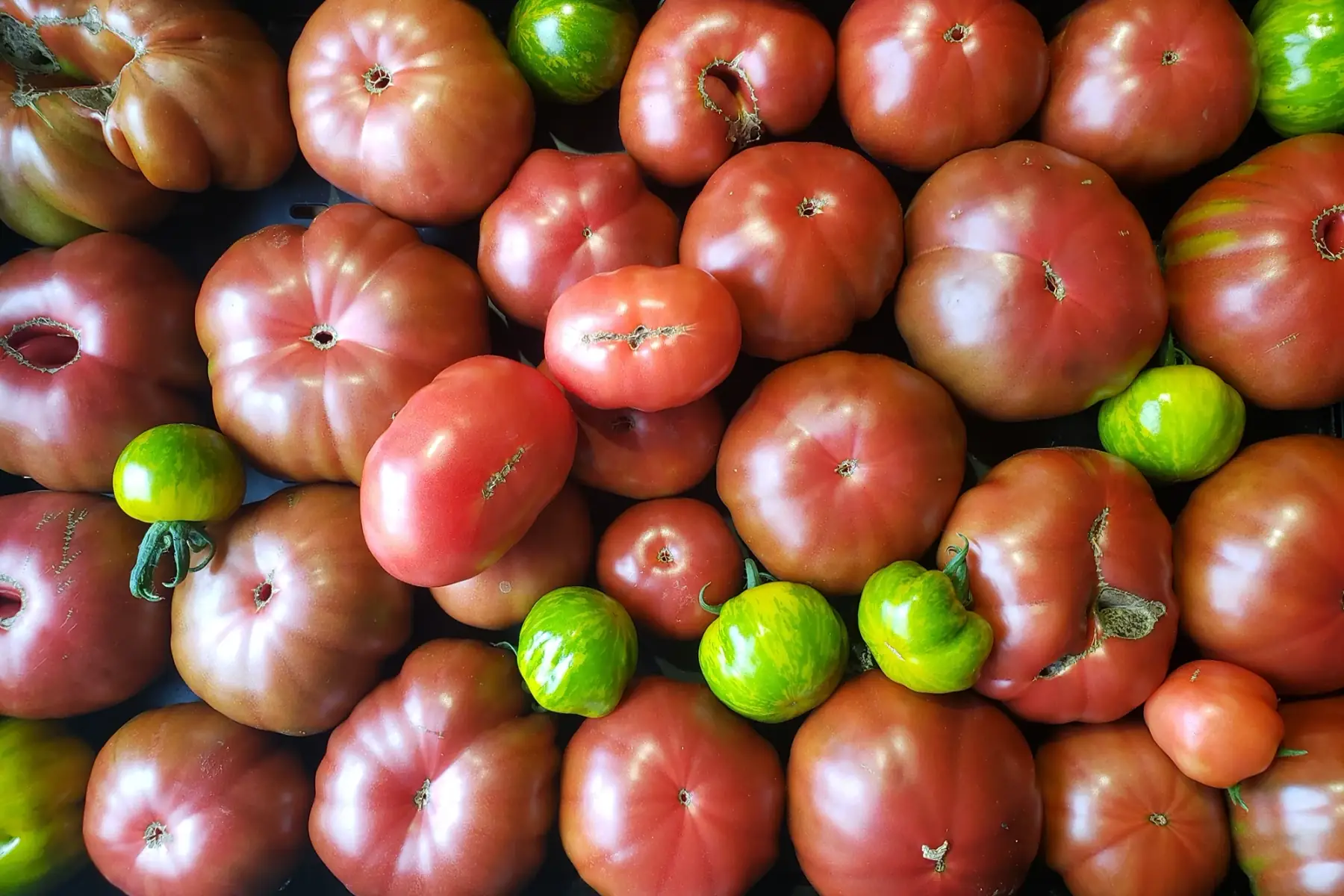 Tomates anciennes