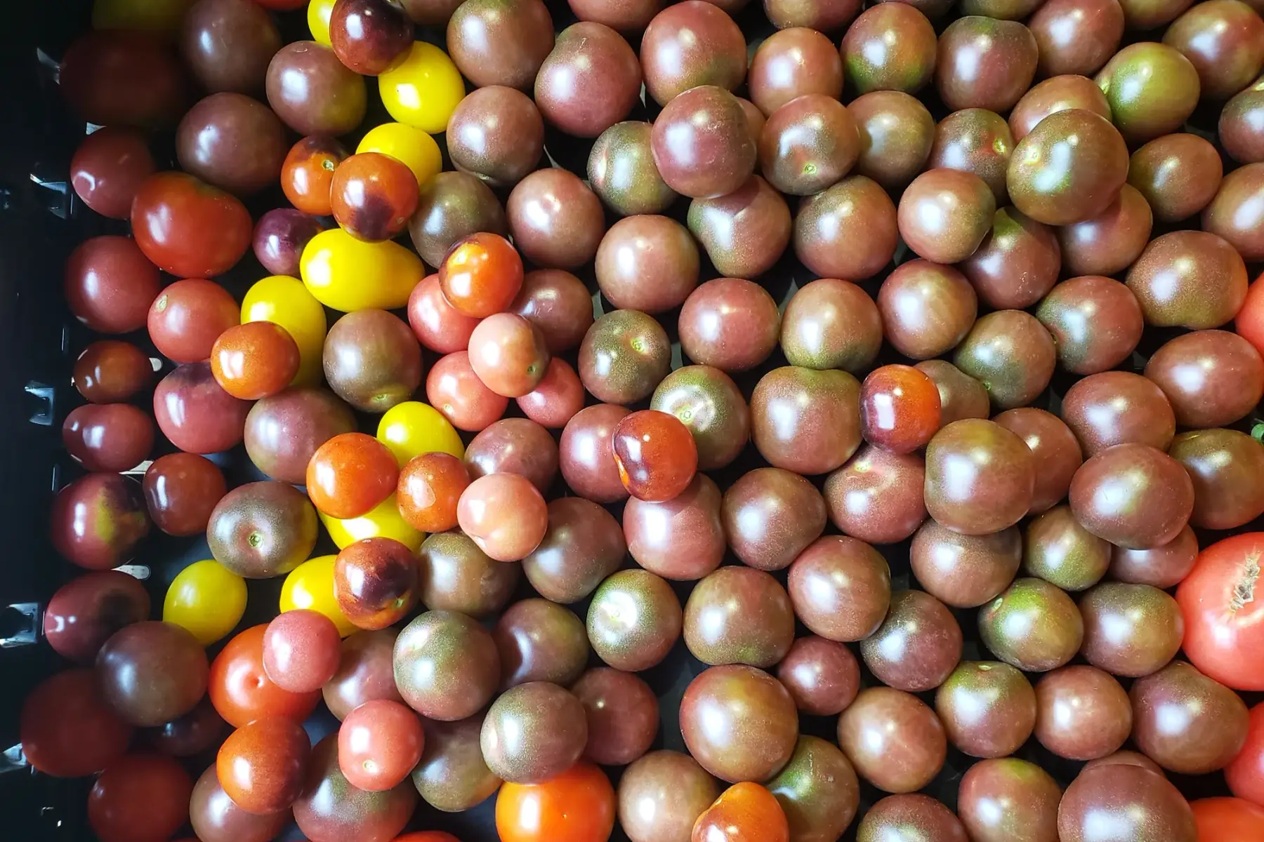 Tomates cerises