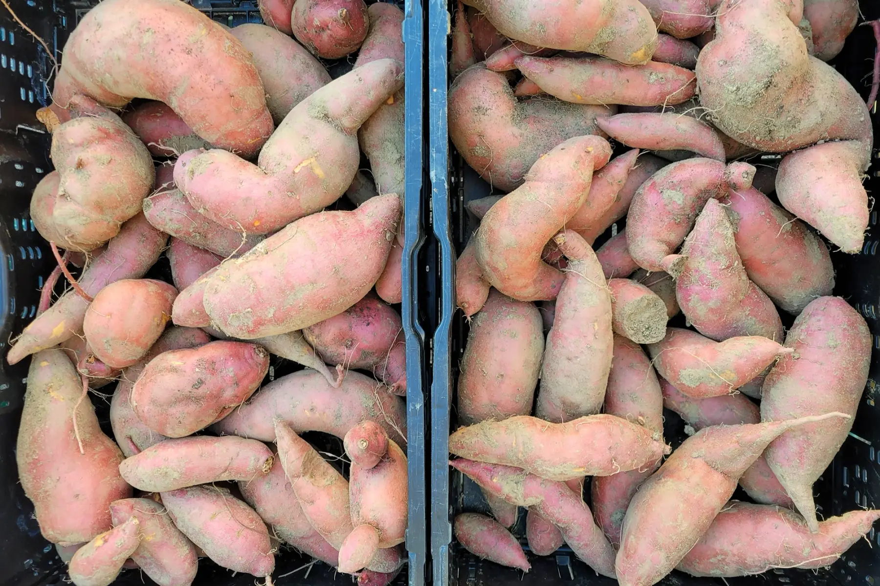 Patate douce