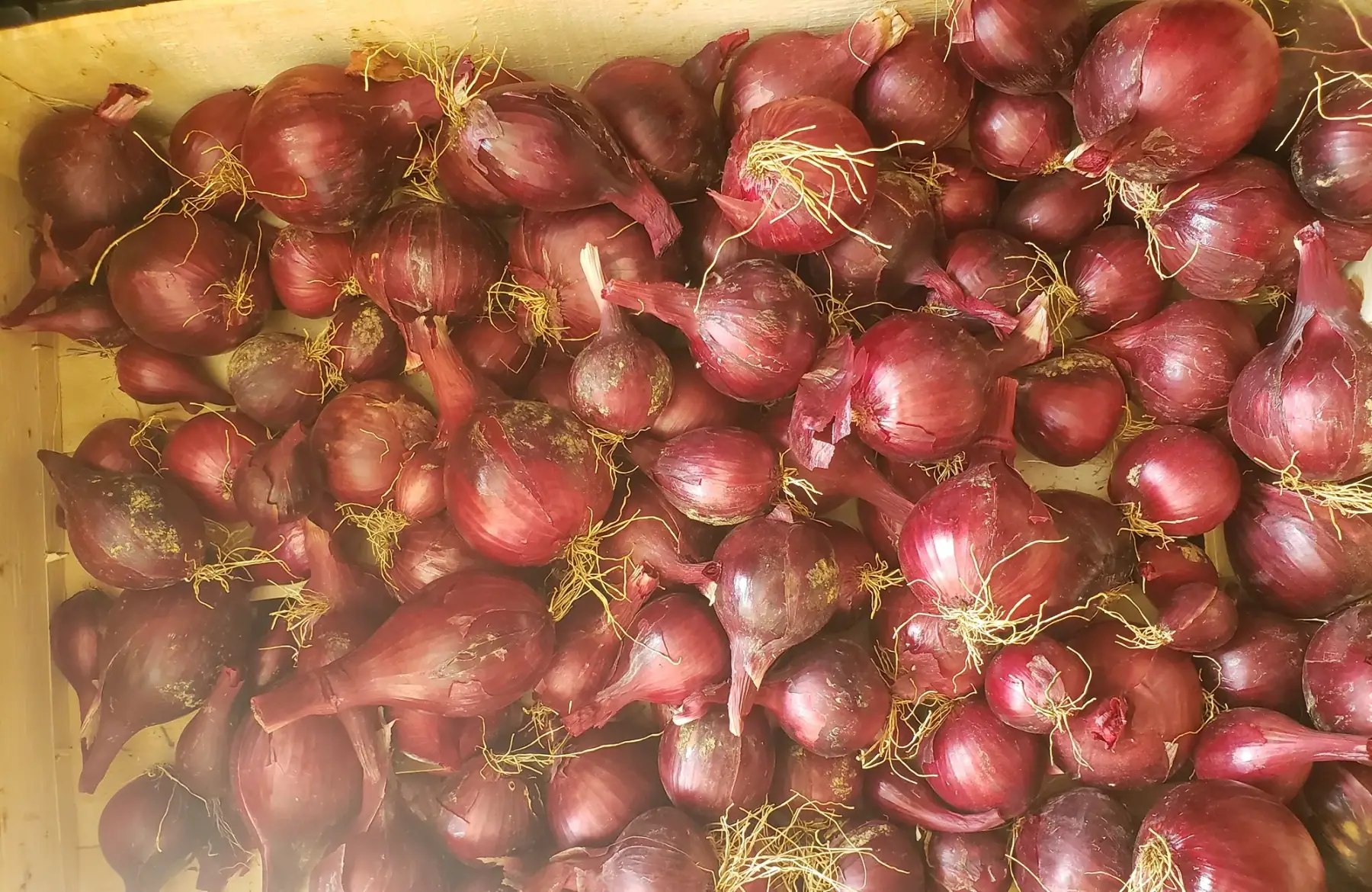 Oignons rouges