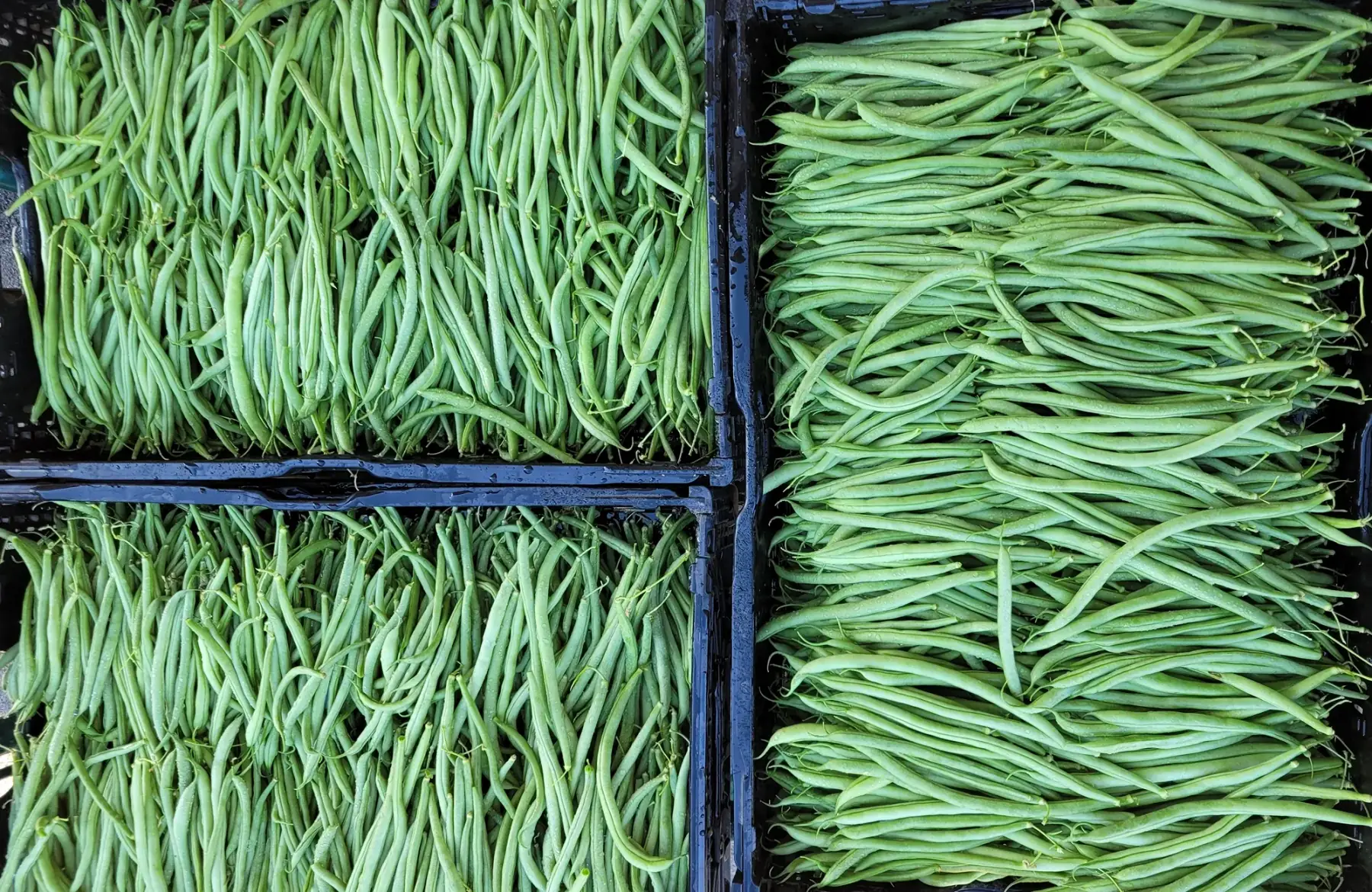 Colis Haricots verts
