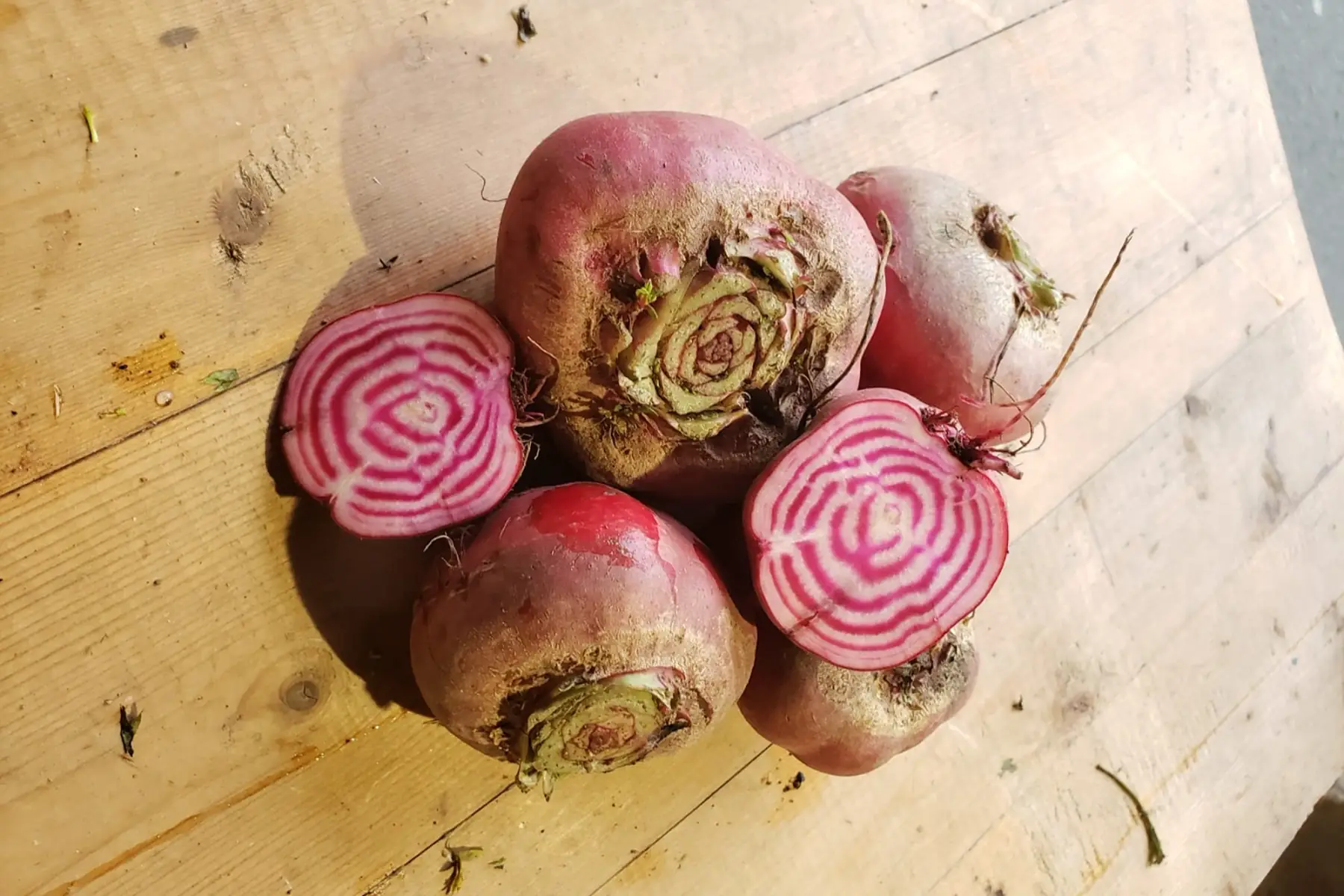 Betterave Chioggia