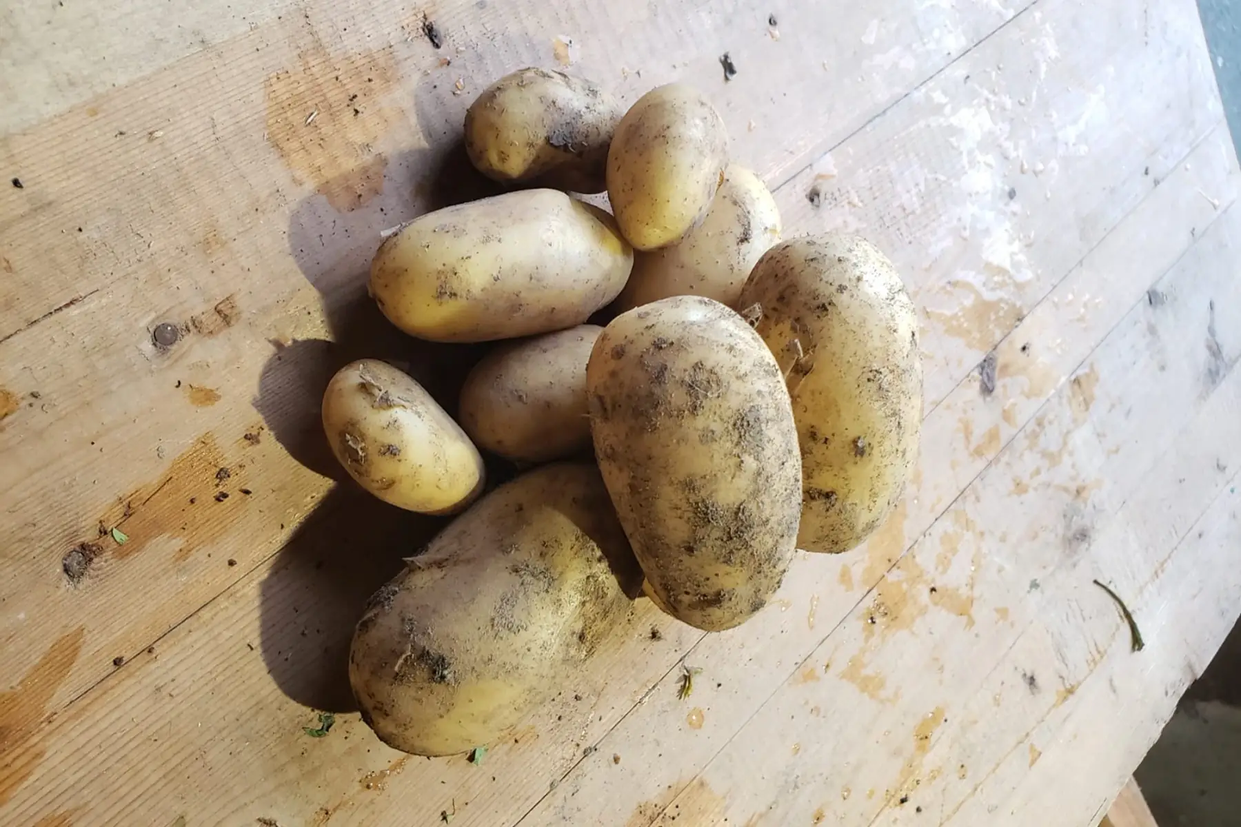 Pommes de terre nouvelles