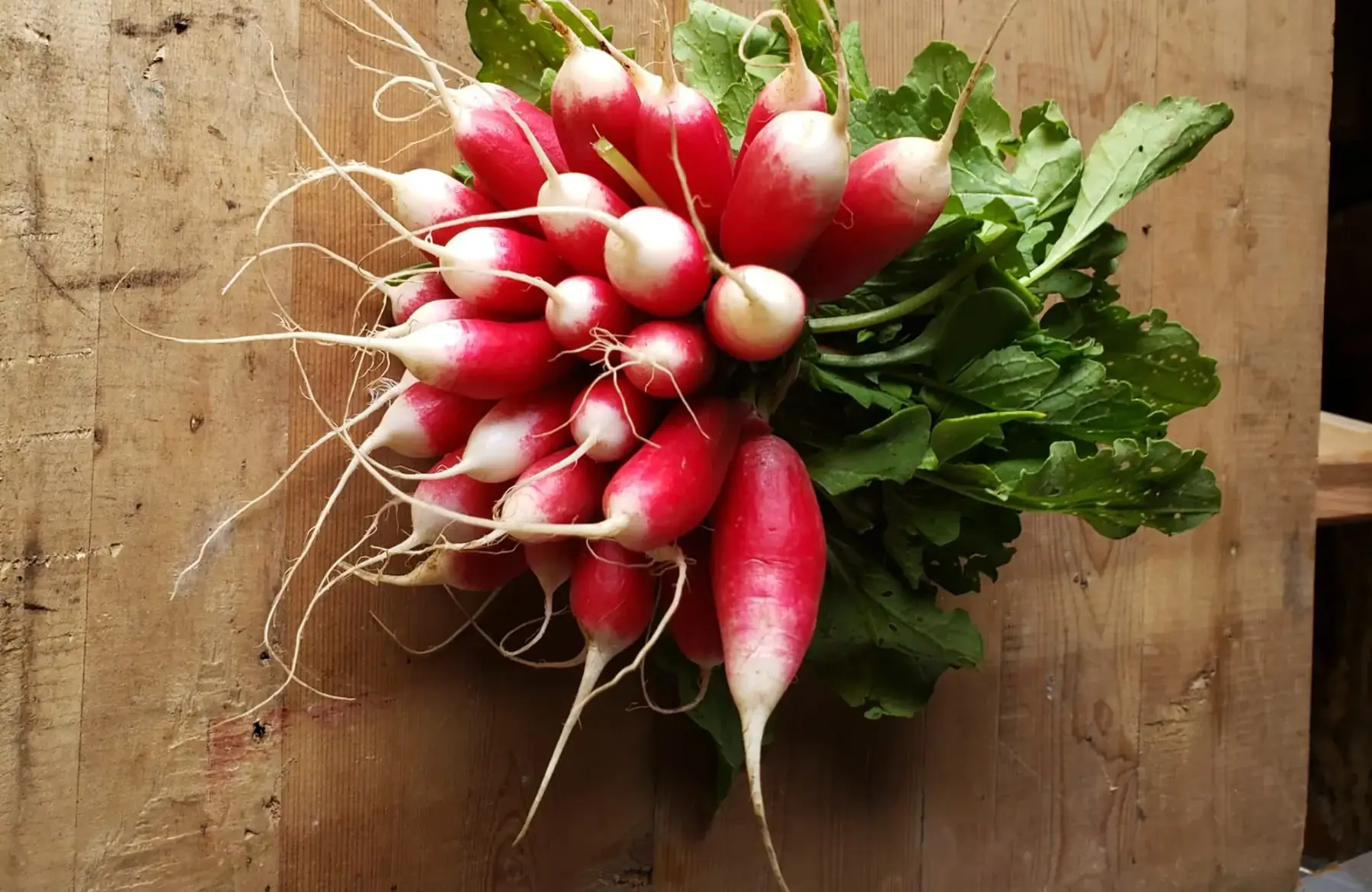 Radis Botte