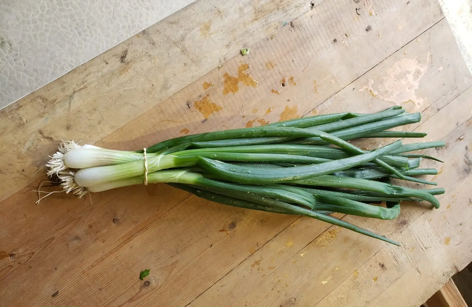 Oignons nouveaux botte