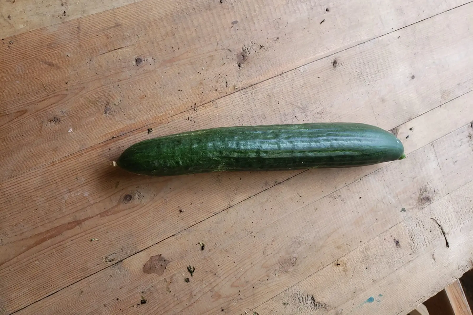 Concombre long
