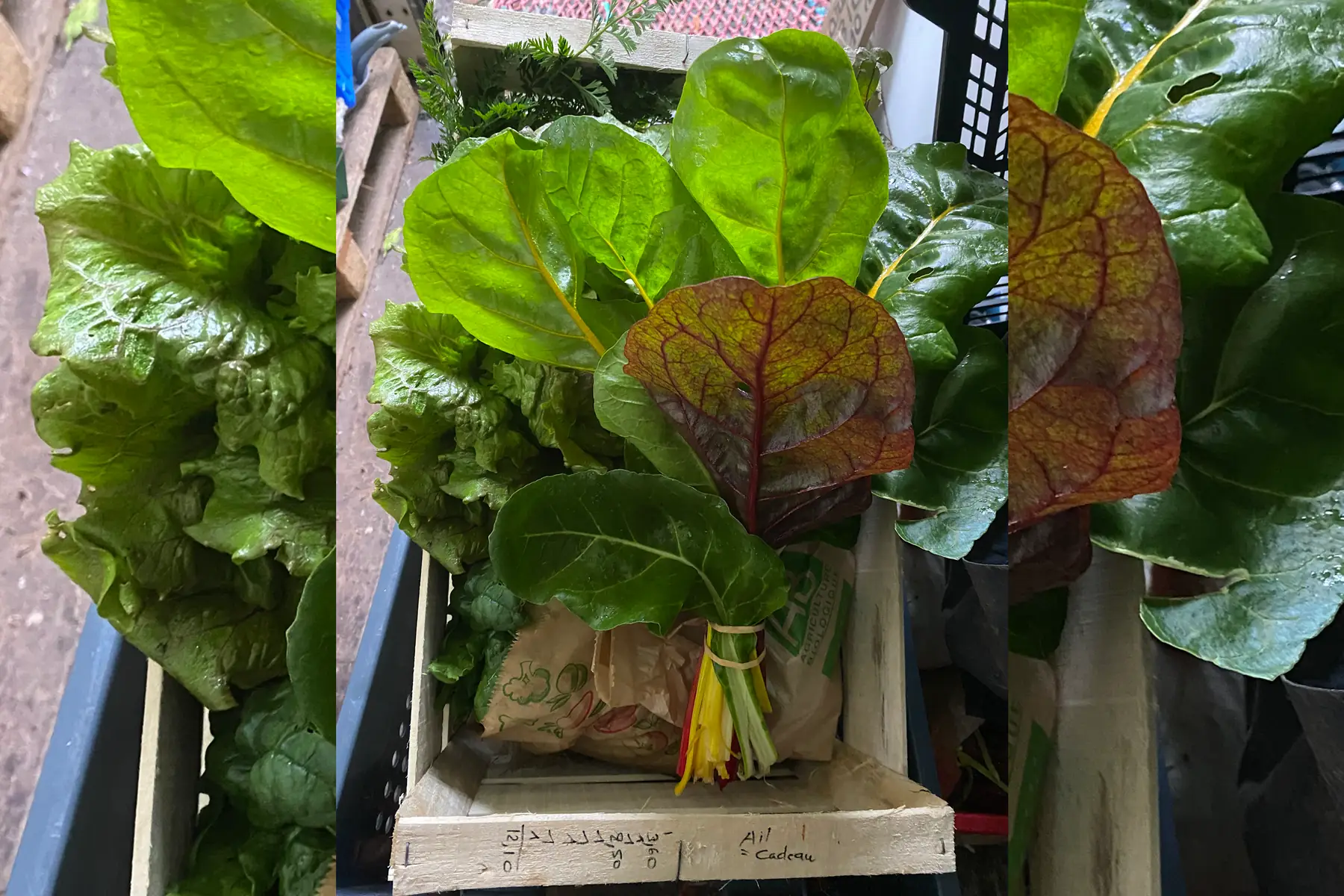 GAEC Au Rythme des lombrics