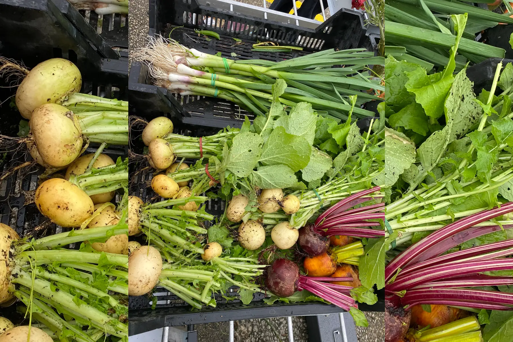 GAEC Au Rythme des lombrics