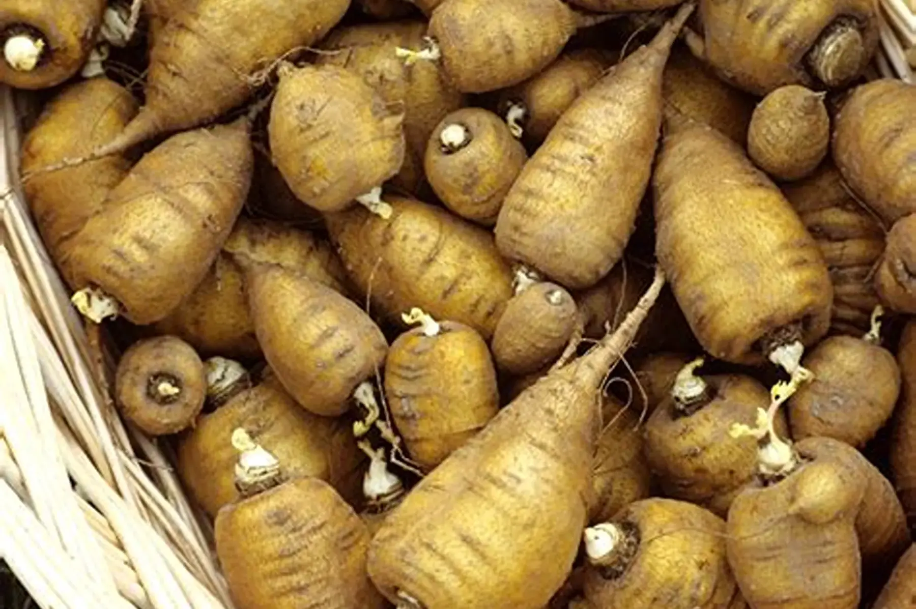 Cerfeuil tubéreux bio