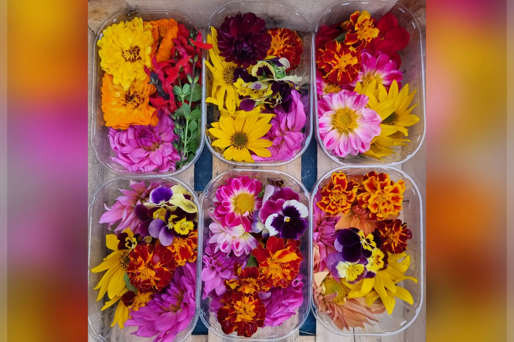 🌸 Fleurs comestibles bio (au choix)